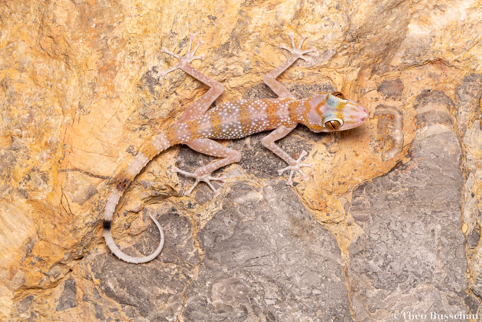 Gardner's leaf-toed gecko, Fujairah, United Arab Emirates.