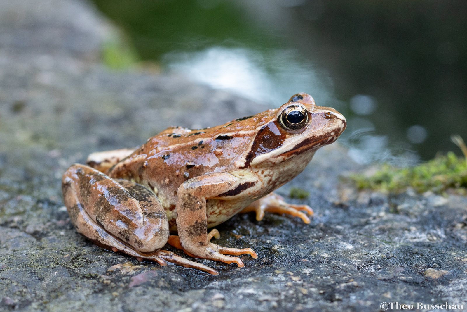 European common frog, Brescia, Italy.