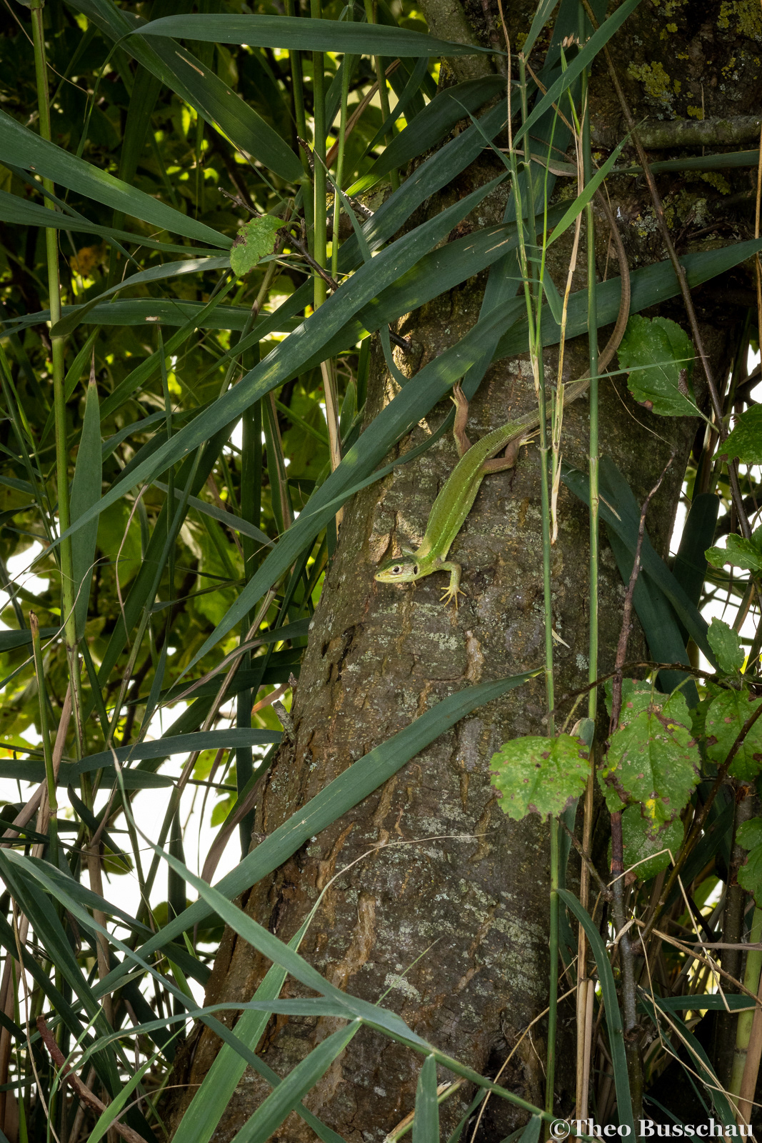 Western green lizard, Ferrara, Italy.