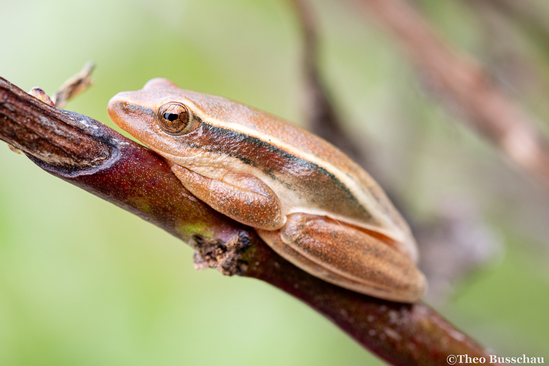 Arum lily reed frog, Western Cape, South Africa.