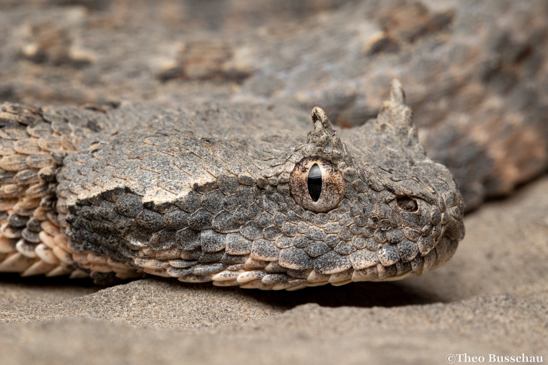 Persian horned viper, Ras al Khaimah, United Arab Emirates.