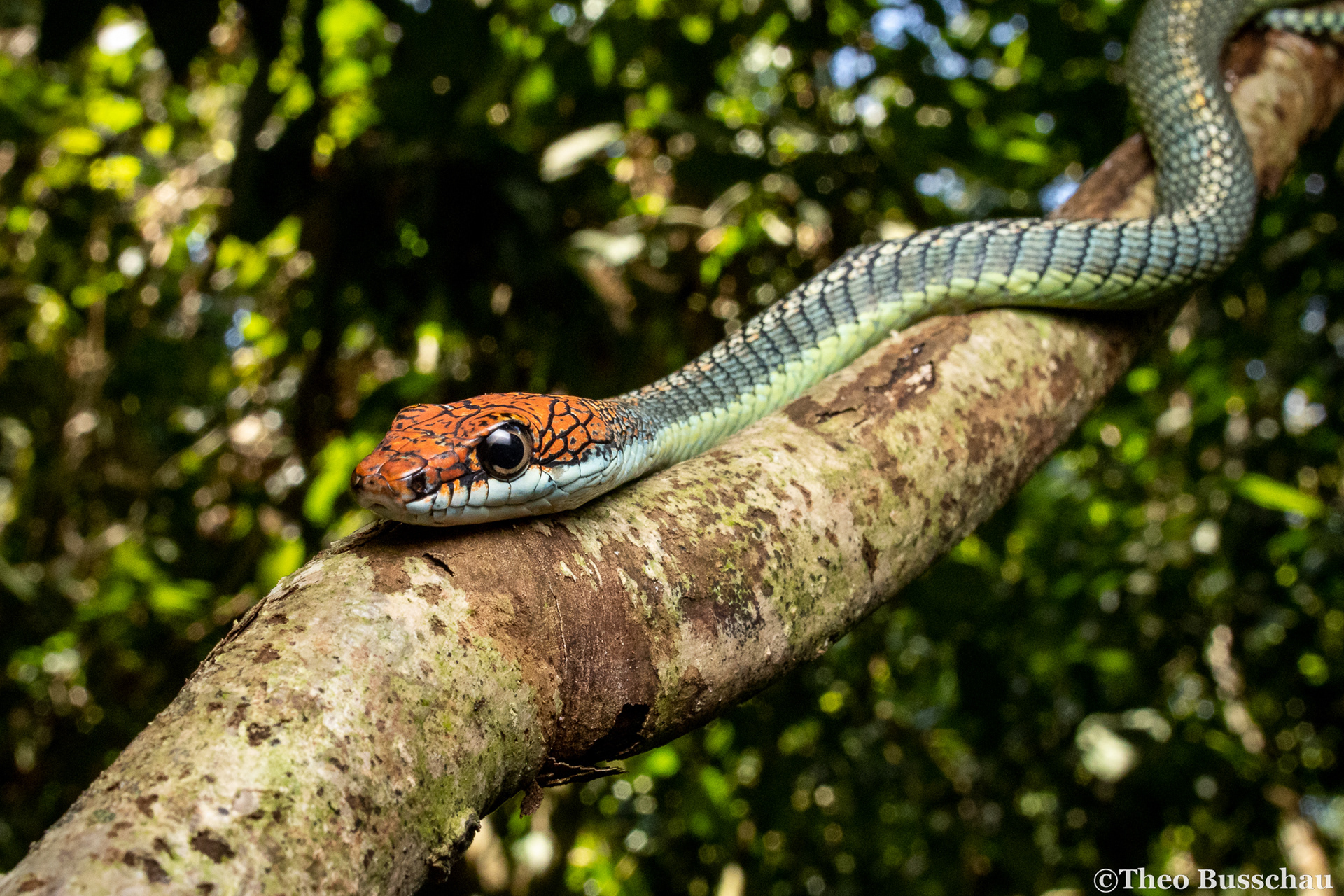 Paradise flying snake, Sabah, Malaysia.