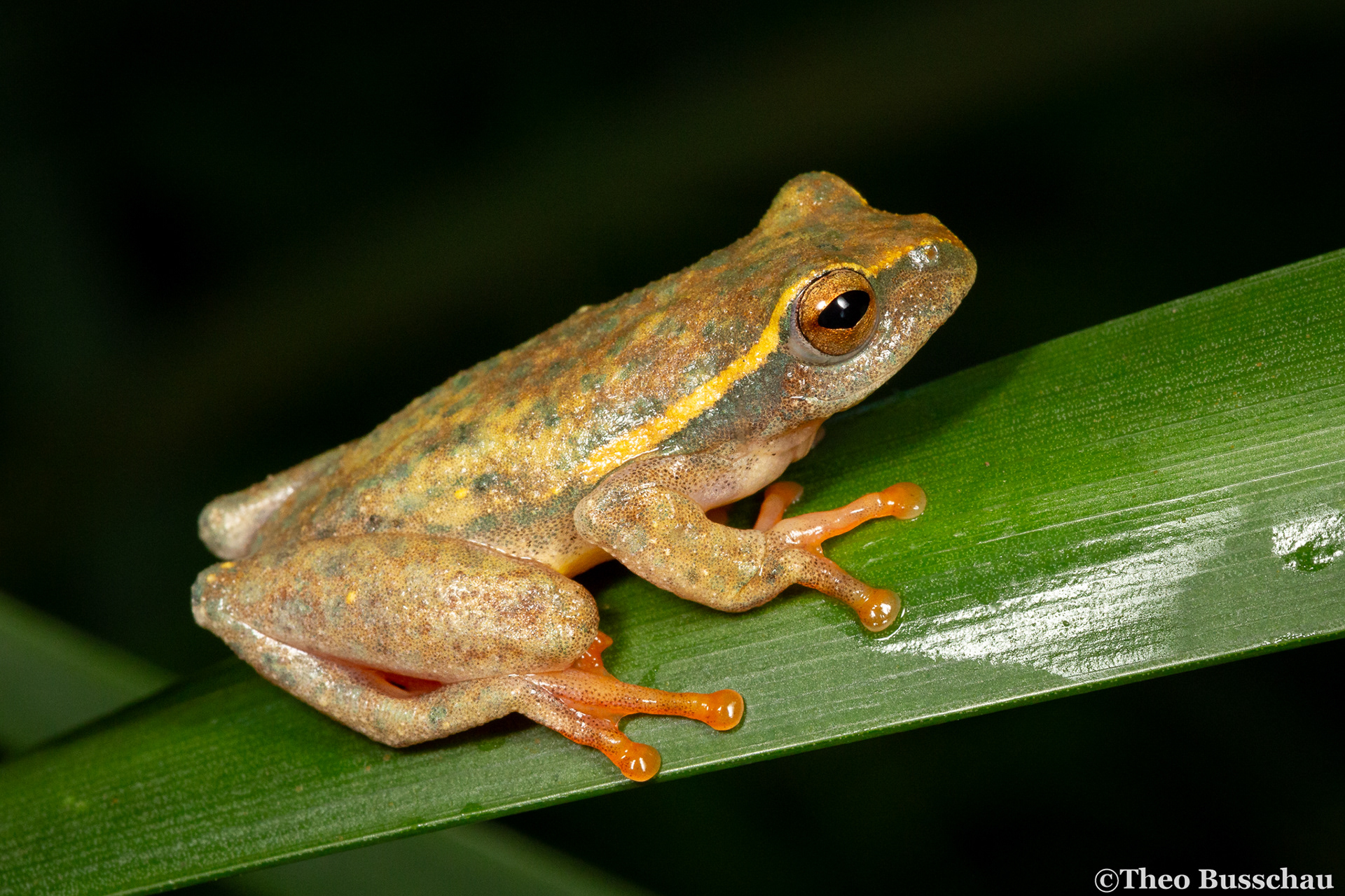 Yellow-striped reed frog, Eastern Cape, South Africa.