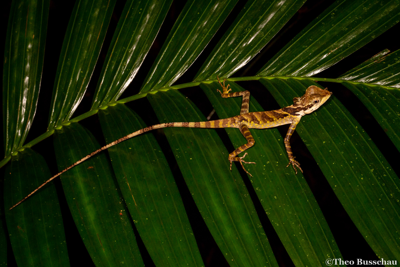 Giant forest dragon, Selangor, Malaysia.