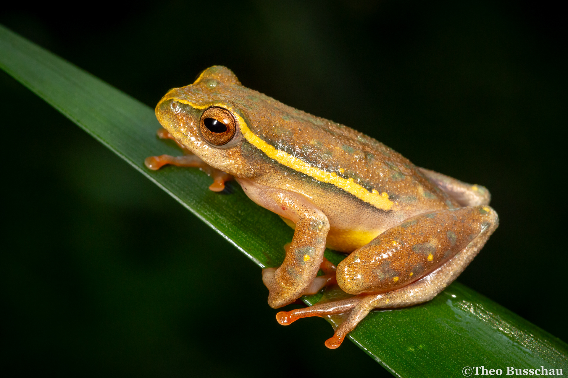 Yellow-striped reed frog, Eastern Cape, South Africa.