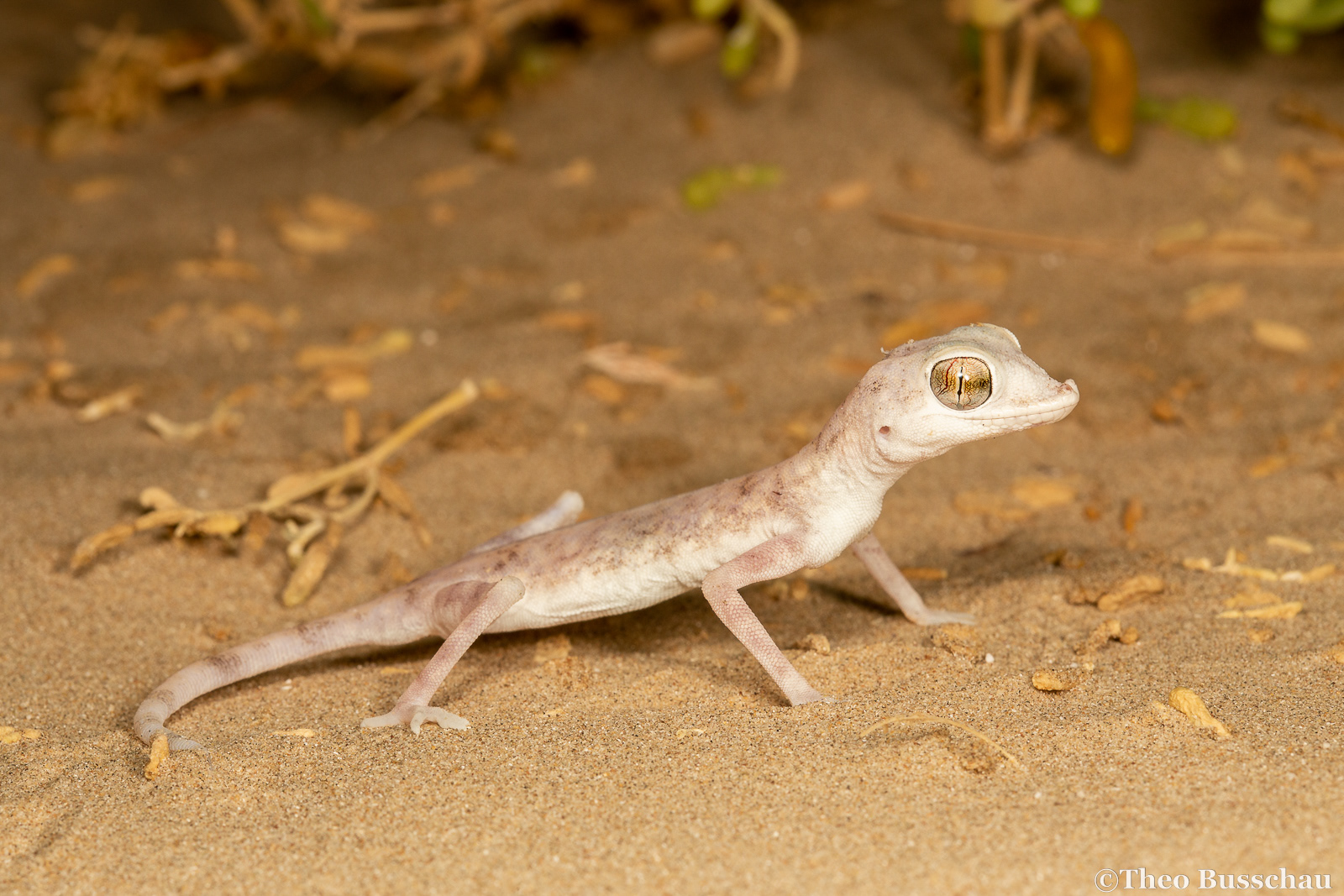 Gulf Short-fingered Gecko, Abu Dhabi, United Arab Emirates