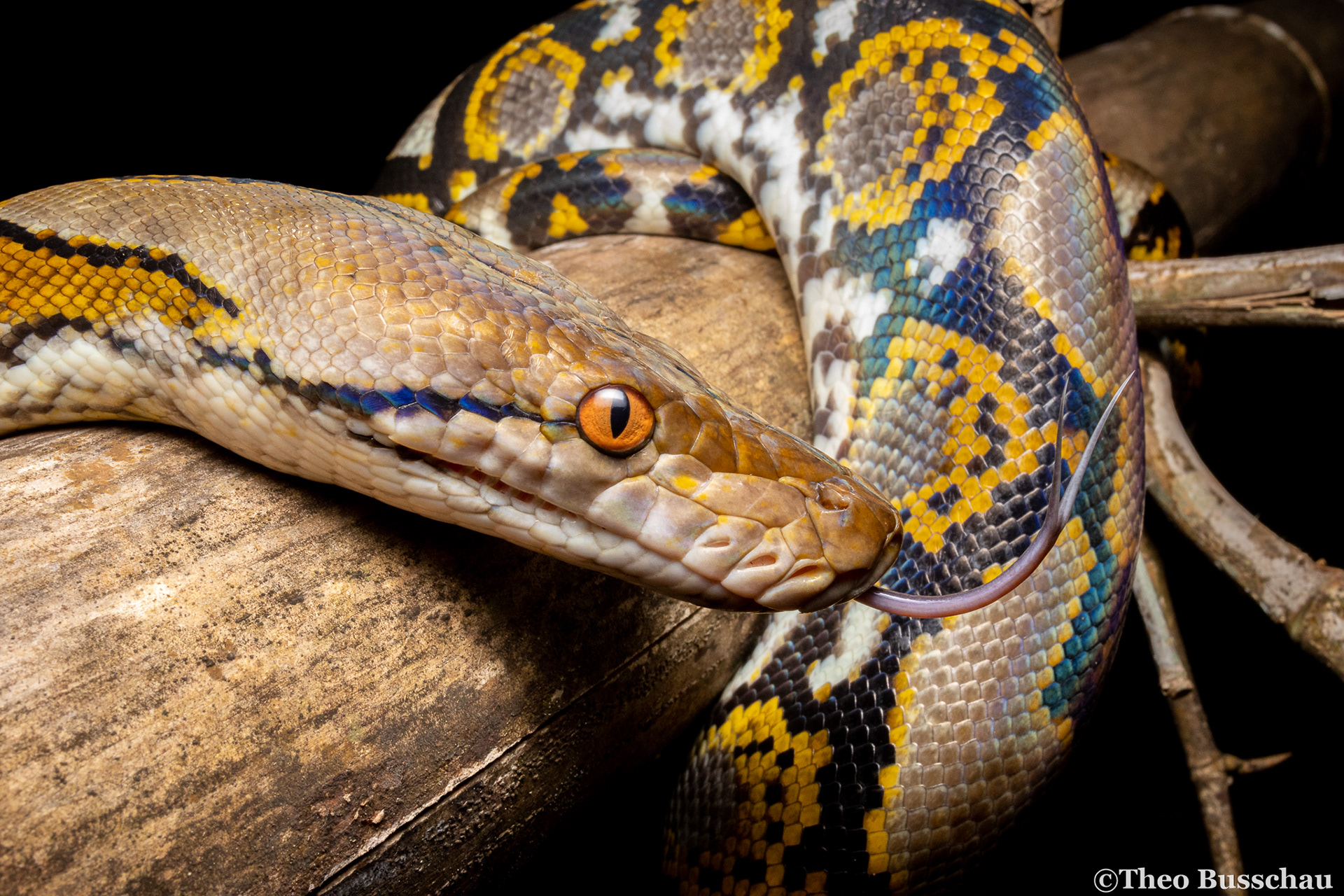 Reticulated python, Dong Nai, Vietnam.