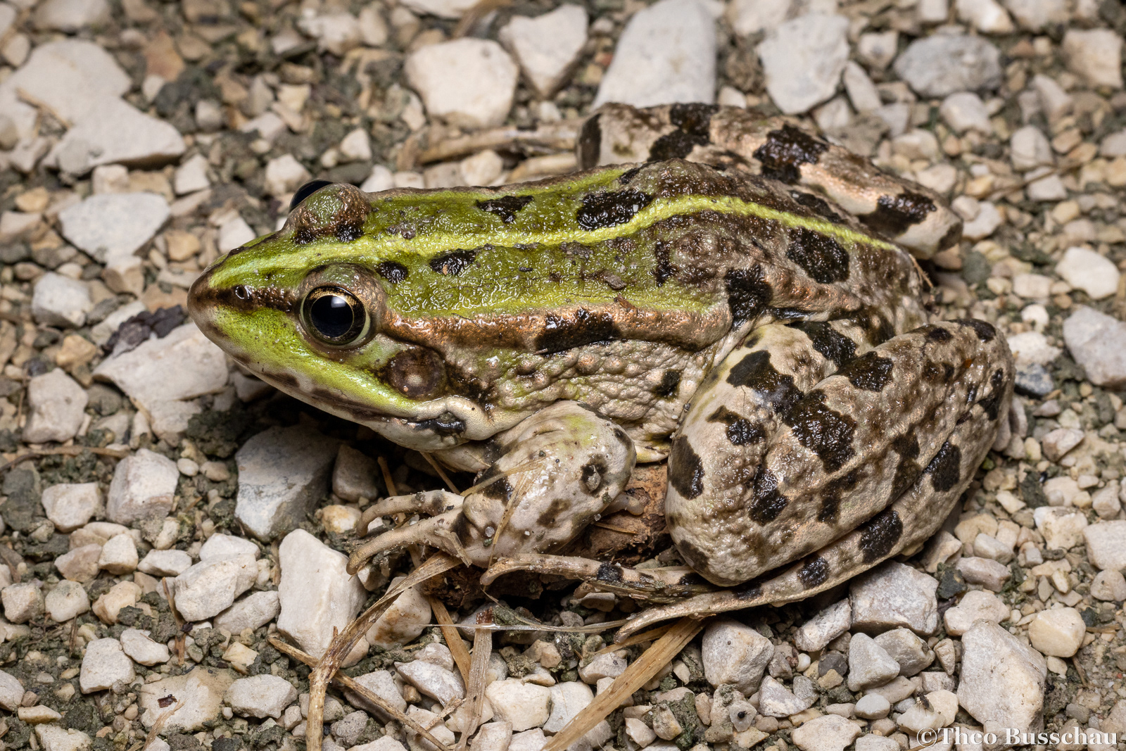 Marsh frog, Ferrara, Italy.