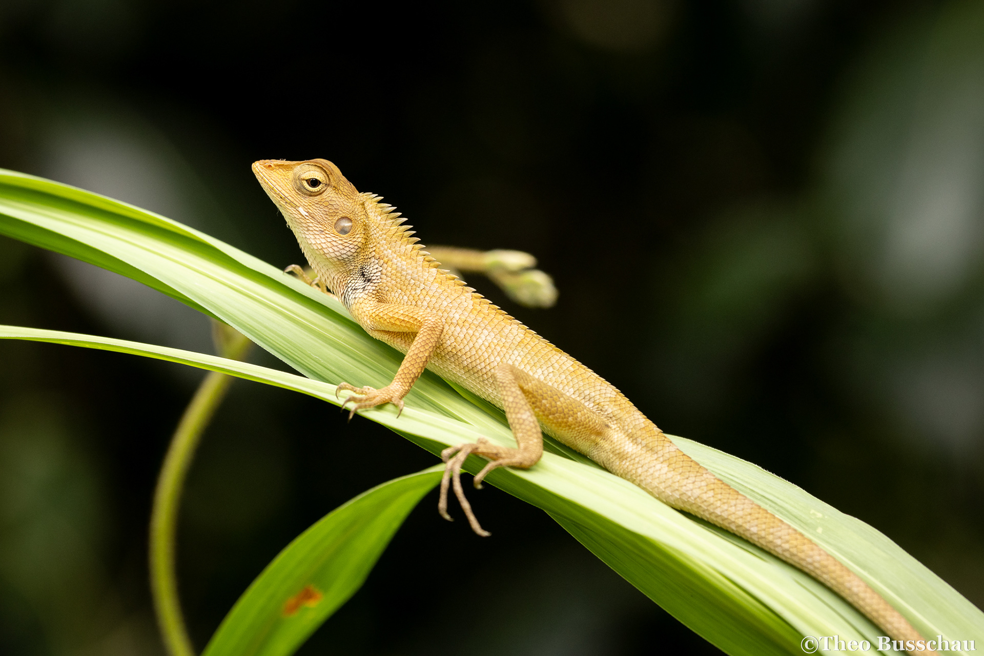 Oriental garden lizard, Selangor, Malaysia.
