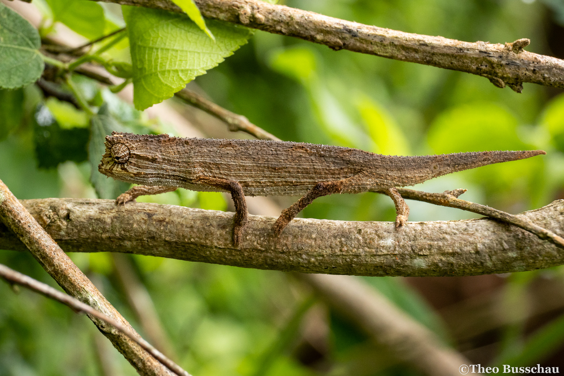 Kersten's pygmy chameleon, Taita–Taveta, Kenya.