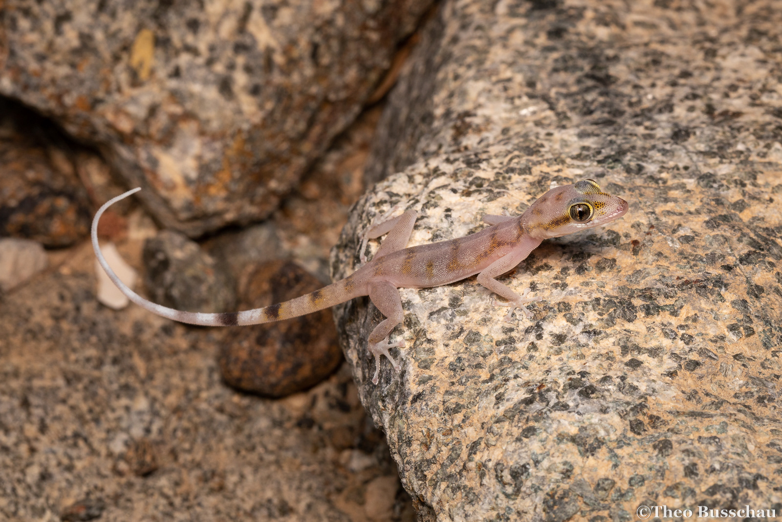 Gallagher's leaf-toed gecko, Sharjah, United Arab Emirates.