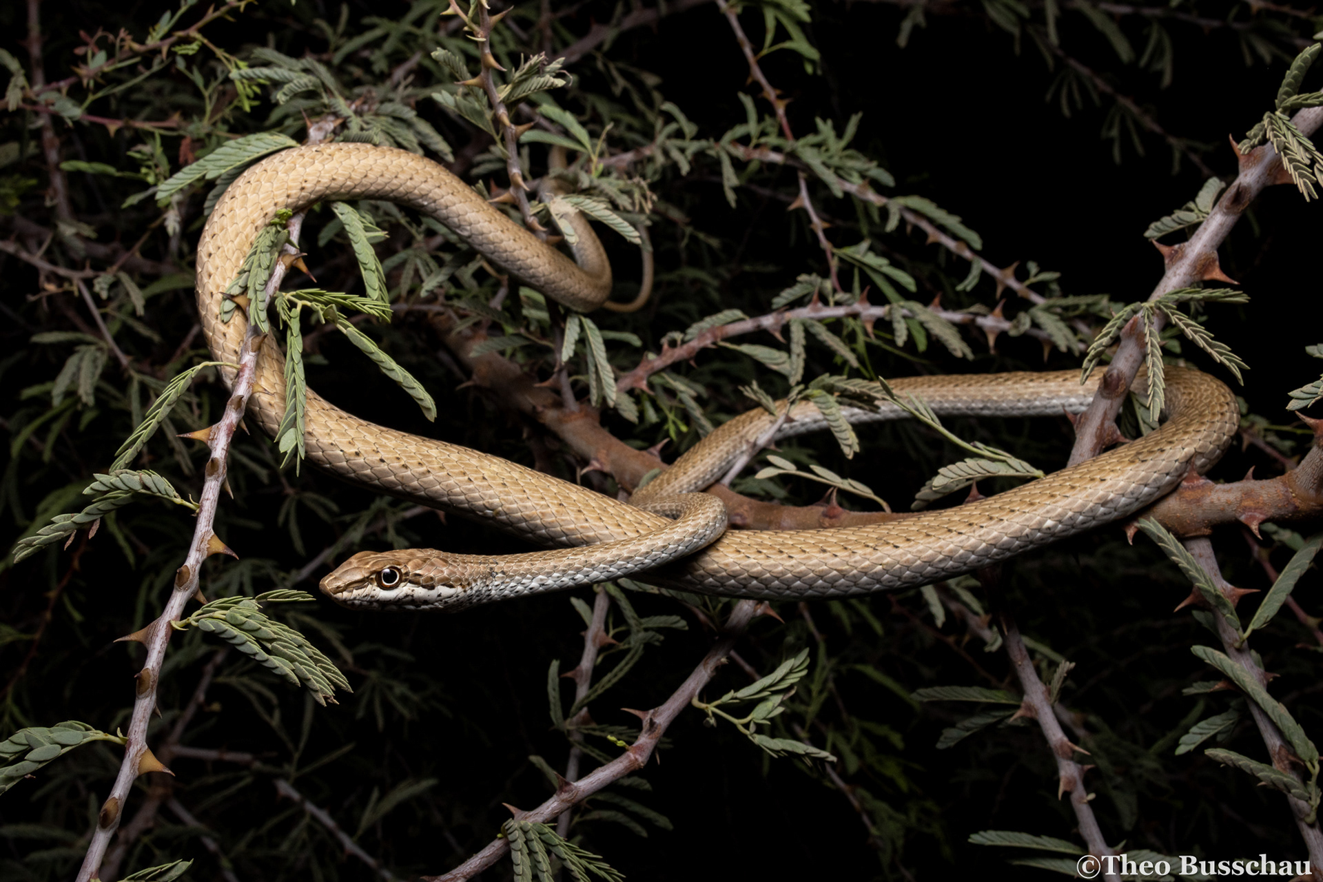 Schokari sand racer, Dubai, United Arab Emirates.