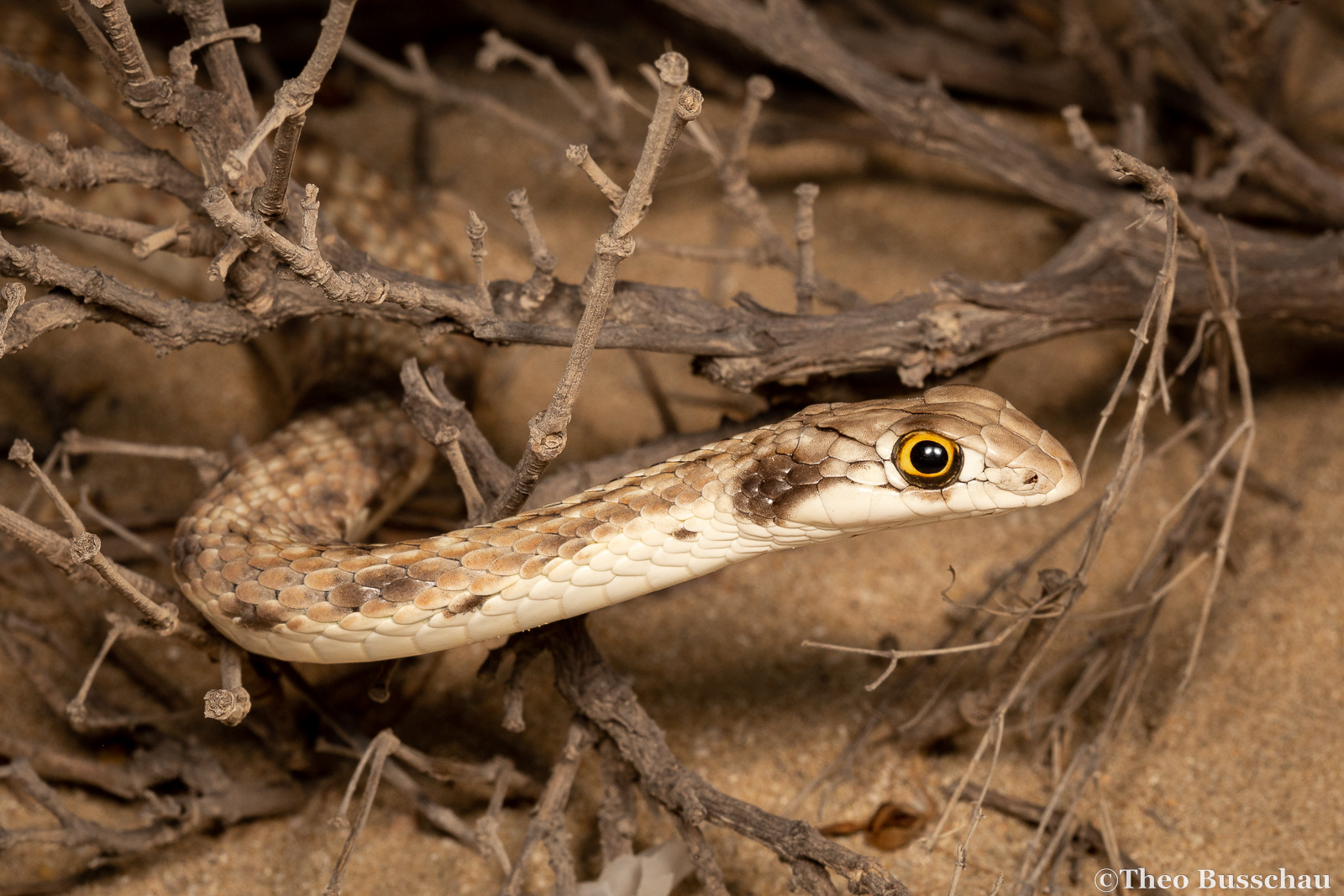 Hooded malpolon , Abu Dhabi, United Arab Emirates.