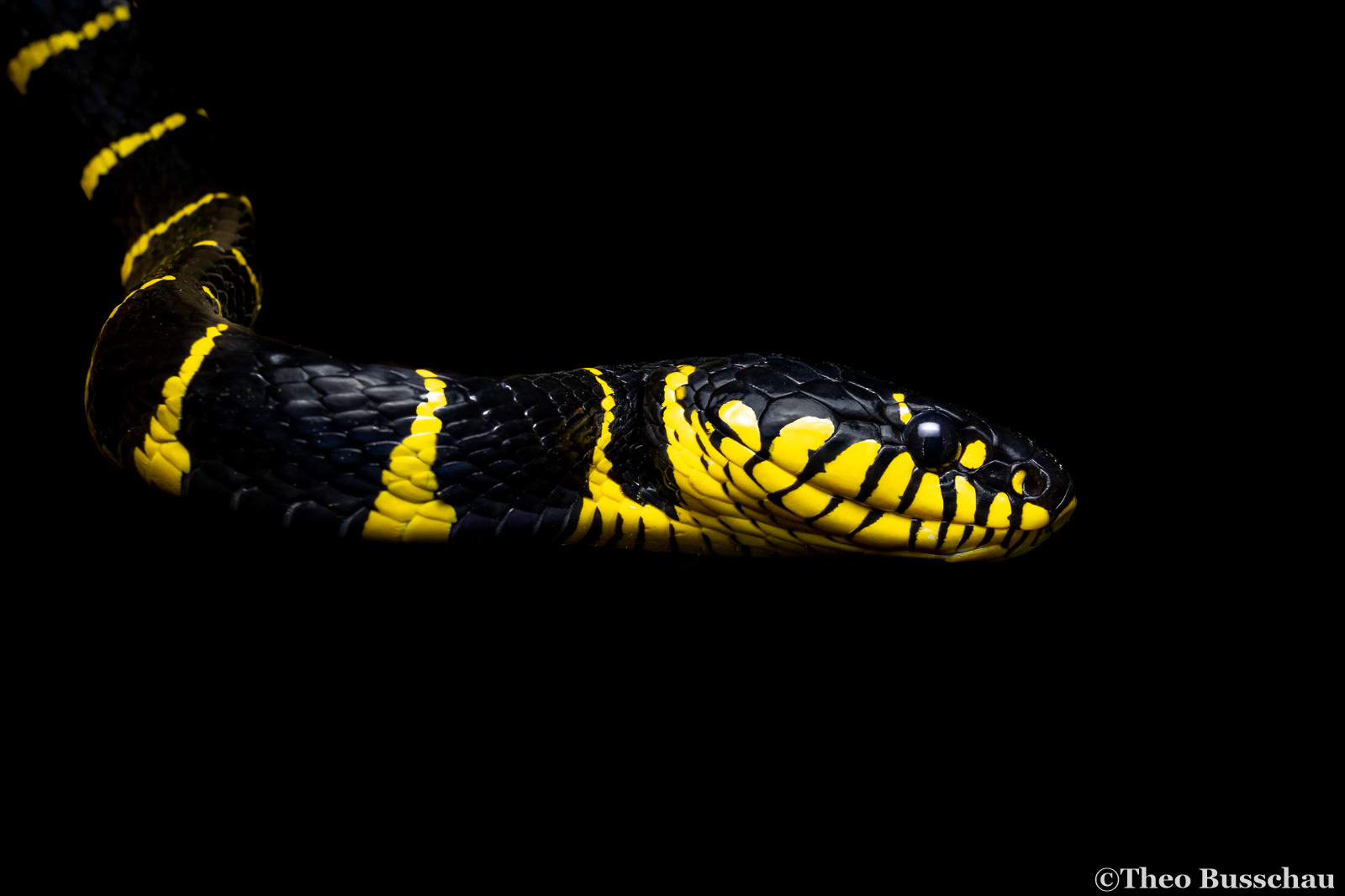 Mangrove snake, Sabah, Malaysia.