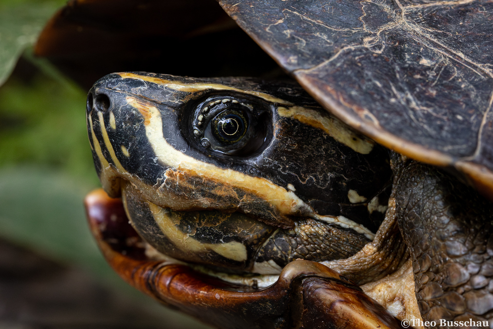 Malayan snail-eating turtle, Phuket, Thailand.