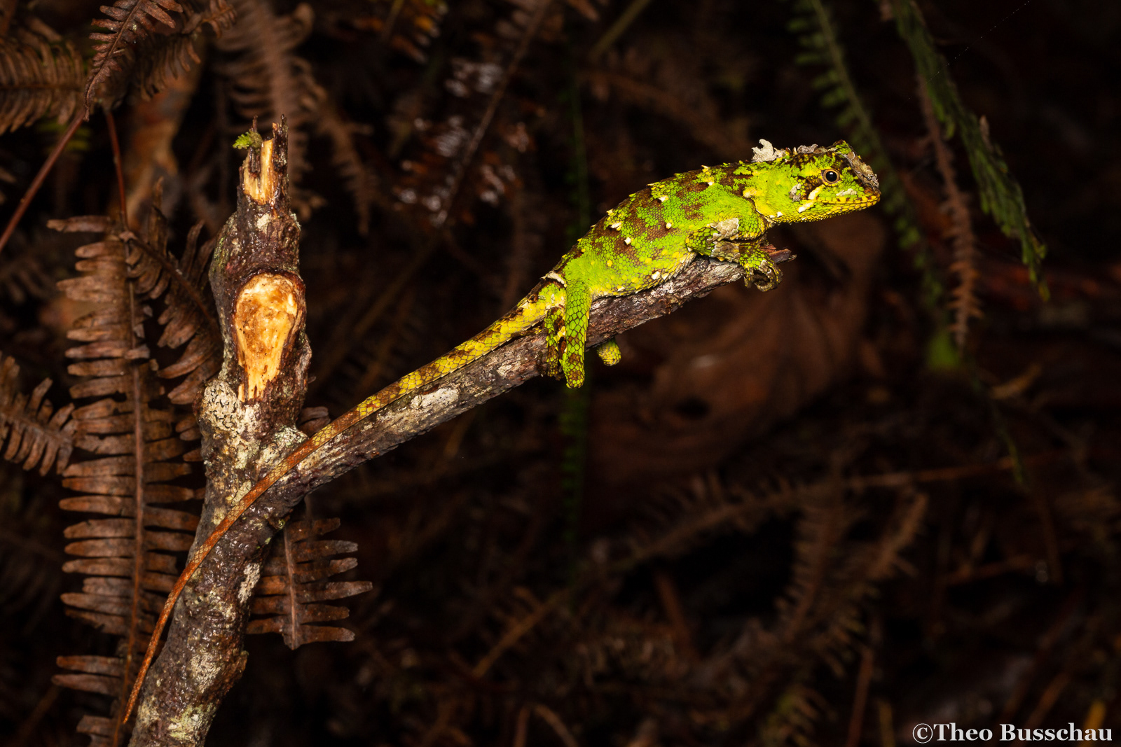 Sabah eyebrow lizard, Sabah, Malaysia.