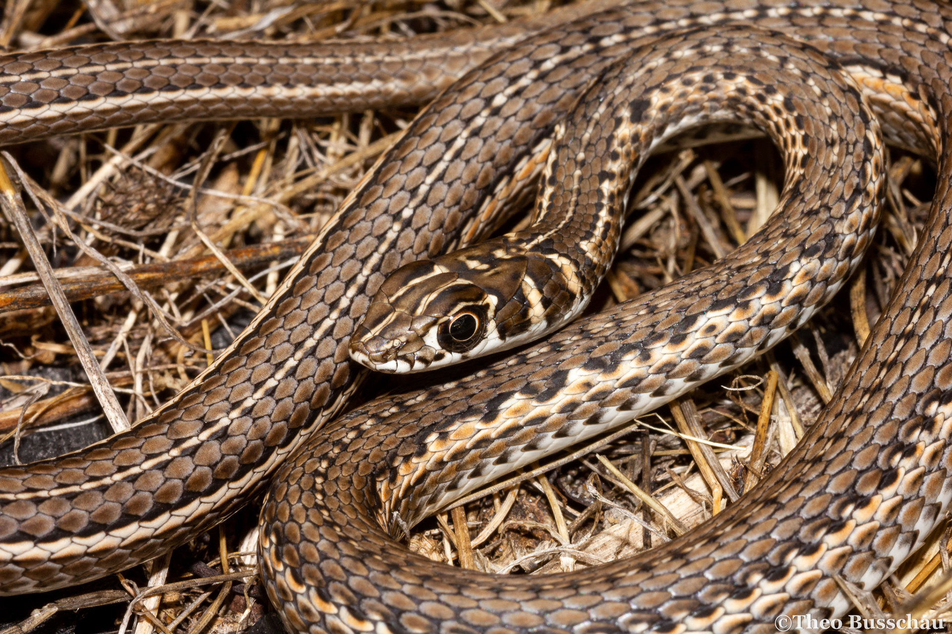 Cape sand snake, Western Cape, South Africa.