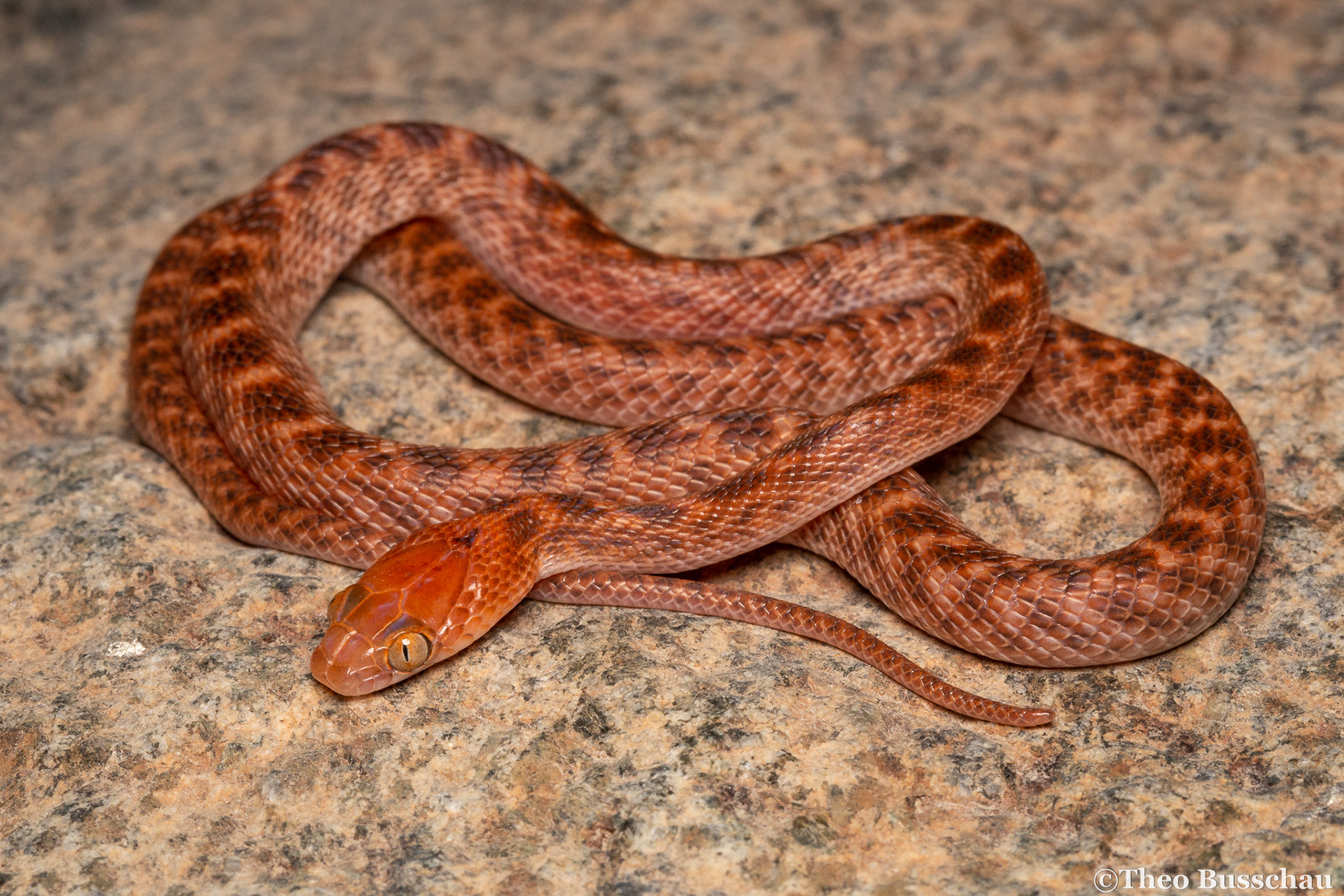 Arabian cat snake, Sharjah, United Arab Emirates.
