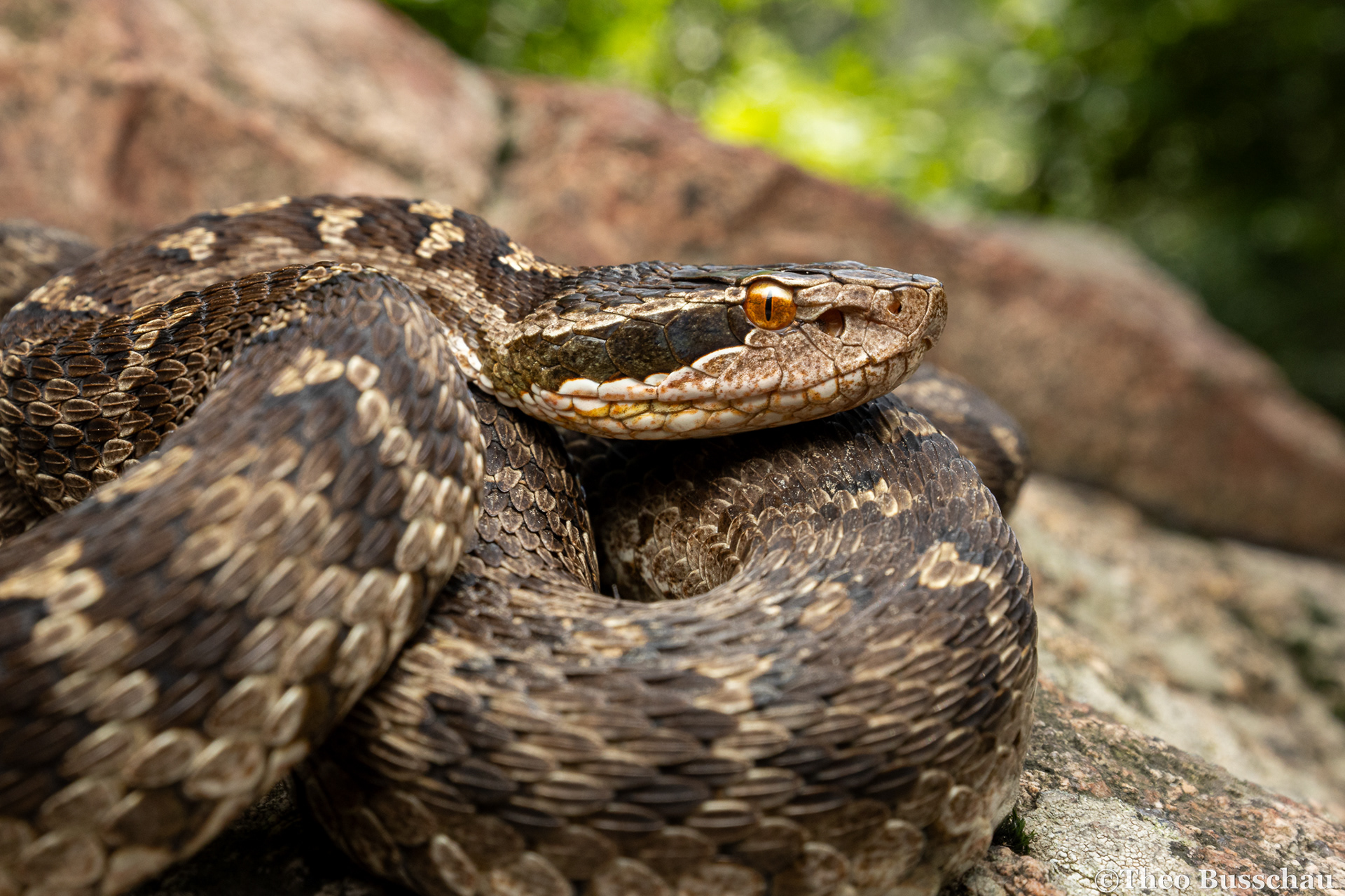Halys pit viper, Hebei, China.