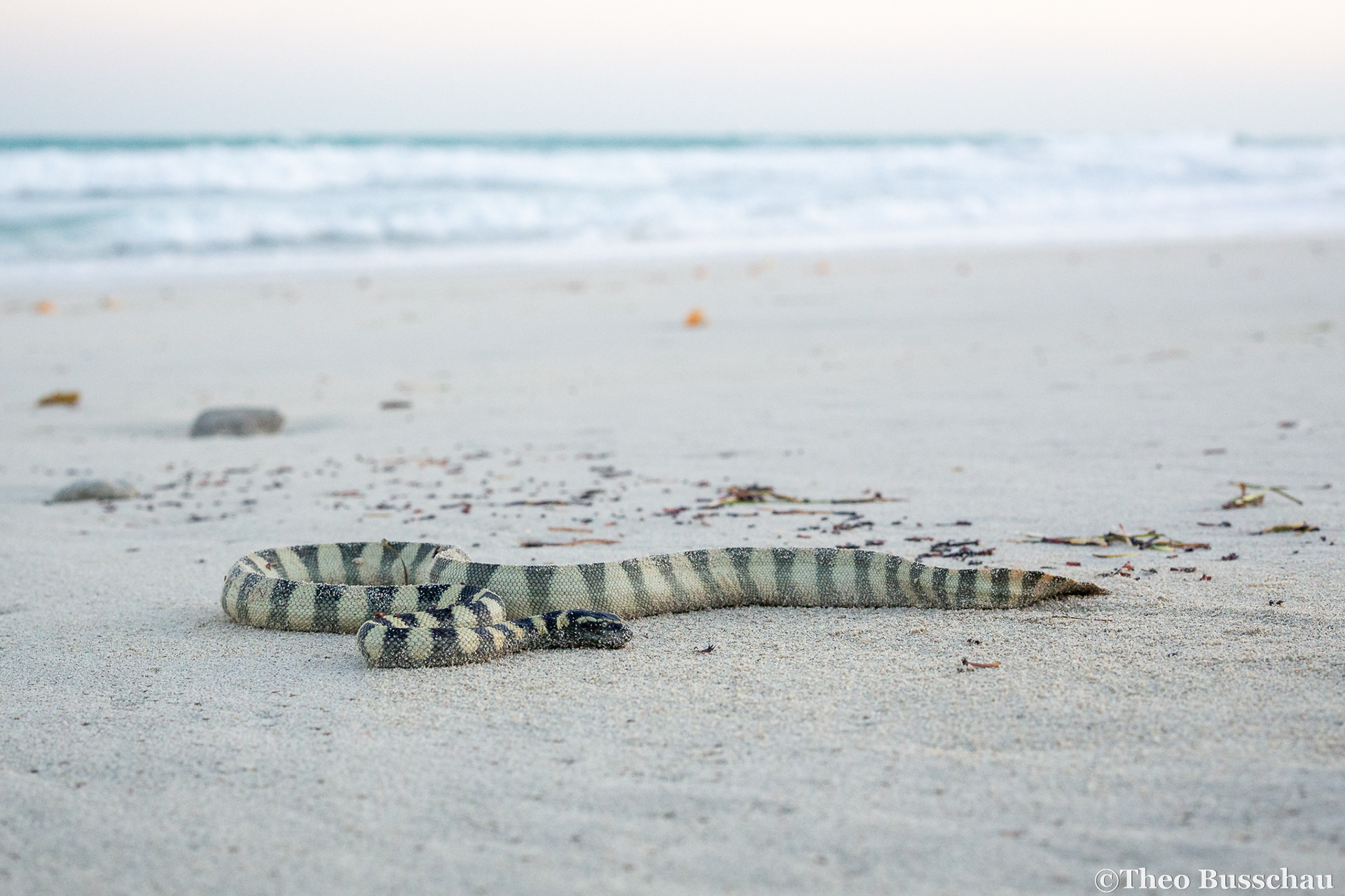 Gulf sea snake, Abu Dhabi, United Arab Emirates.