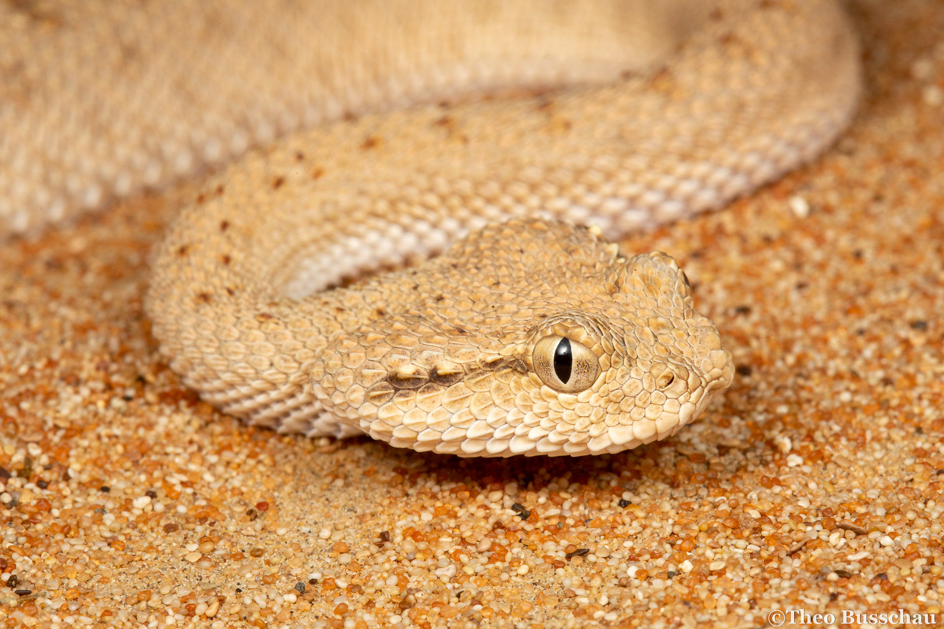 Arabian horned viper, Dubai, United Arab Emirates.
