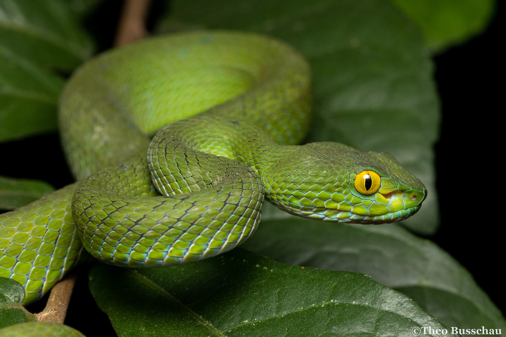 Large-eyed pit viper, Bangkok, Thailand.