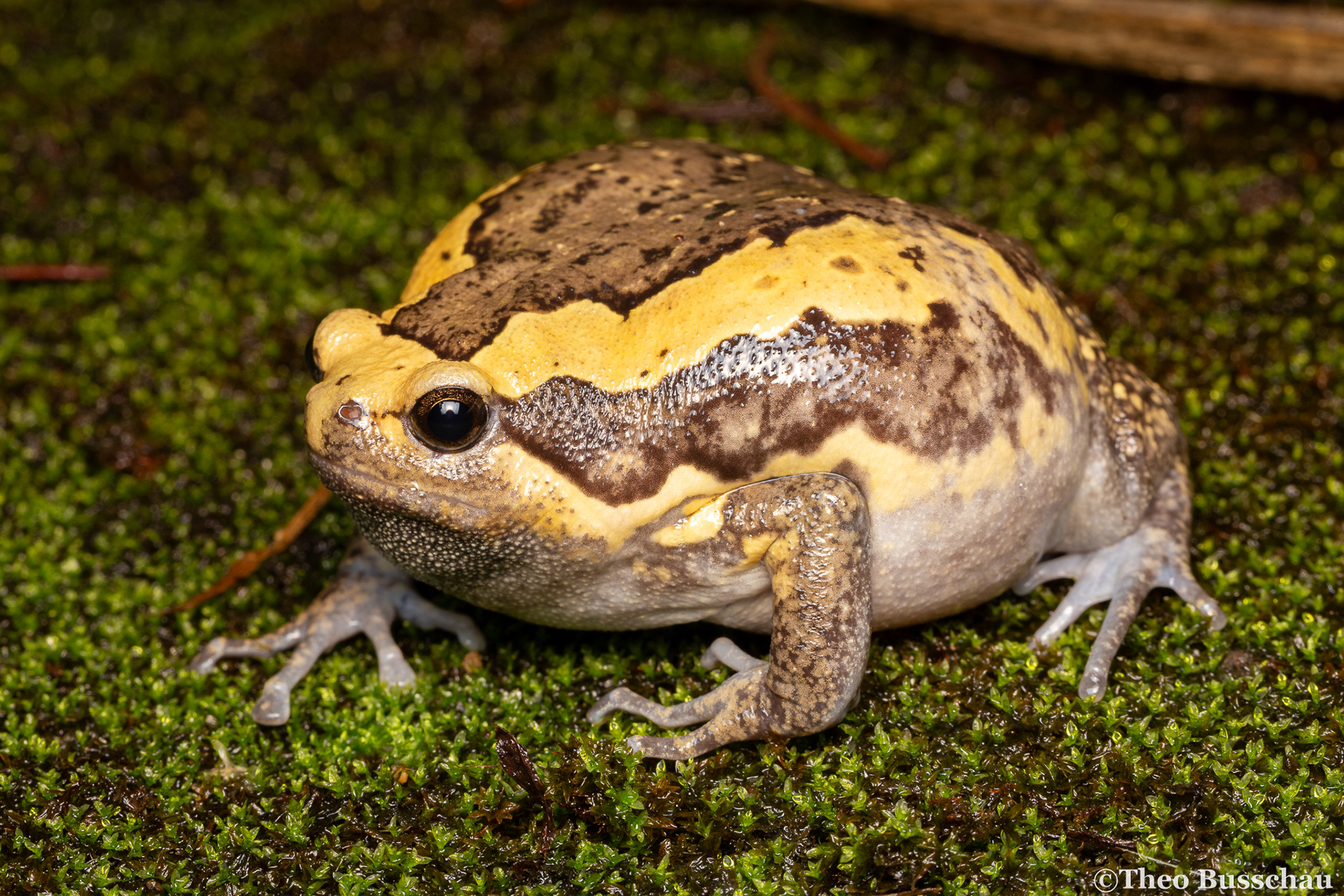 Asian painted frog, Dong Nai, Vietnam.