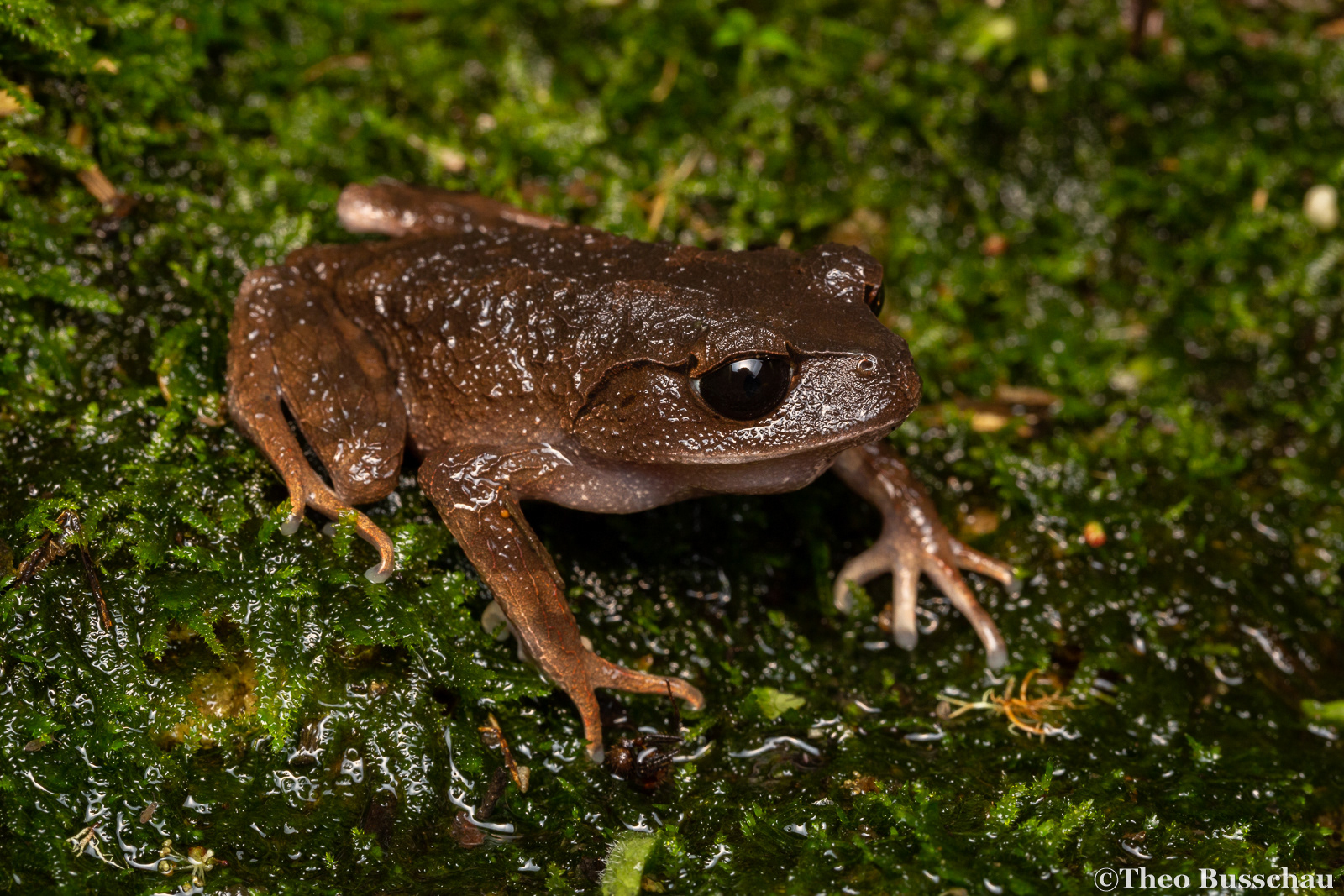 Montane litter frog, Sabah, Malaysia.