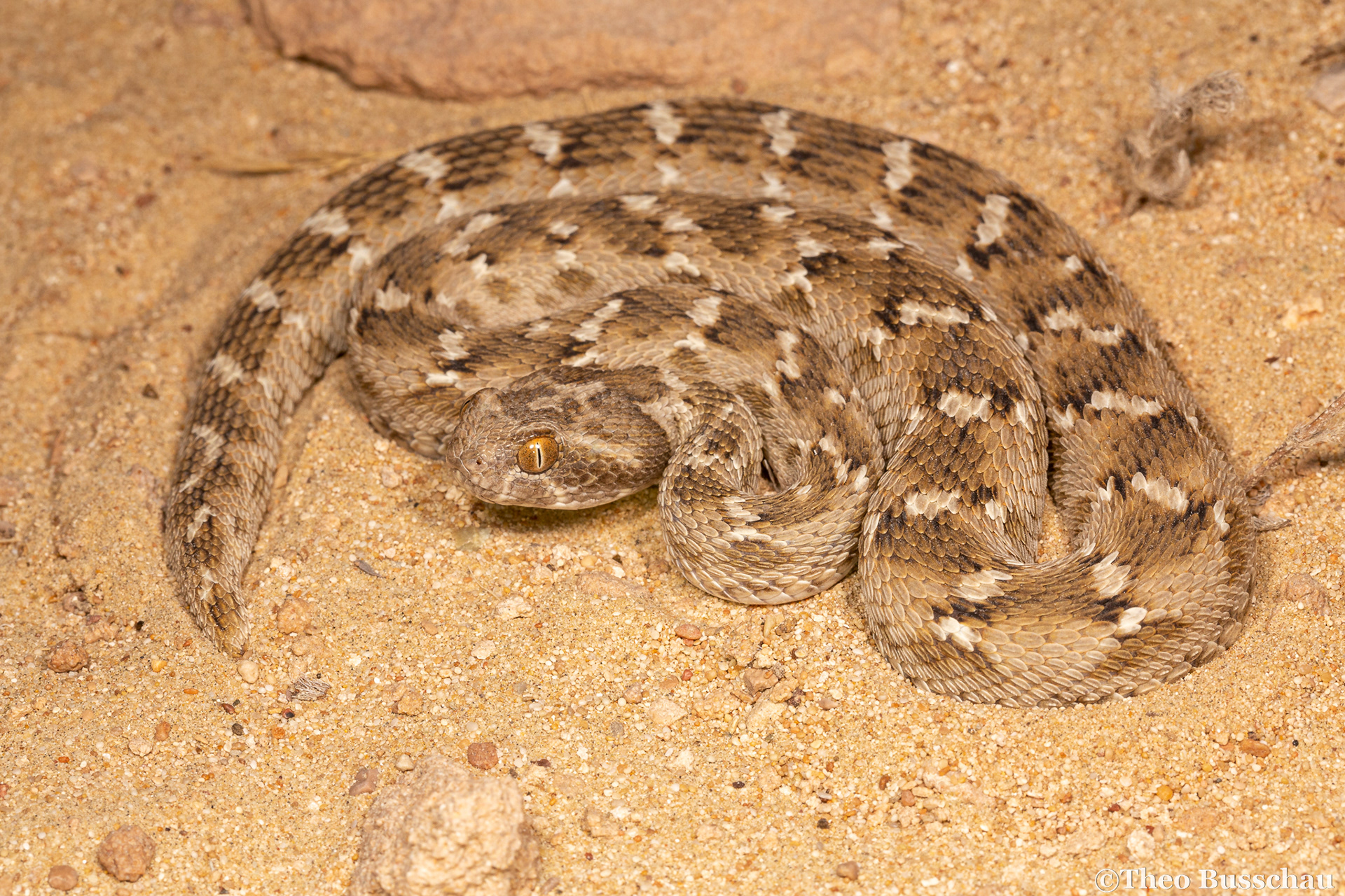 Sindh saw-scaled viper, Dubai, United Arab Emirates.