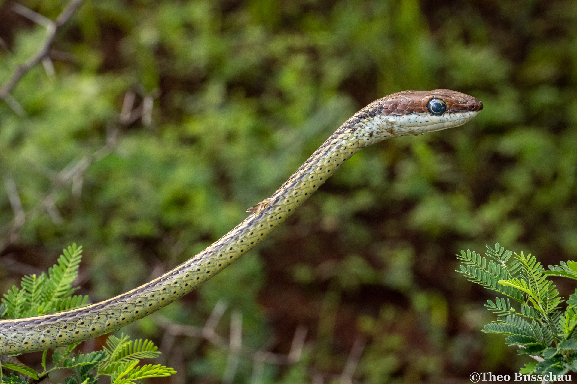 Speckled sand snake, Taita-Taveta, Kenya.
