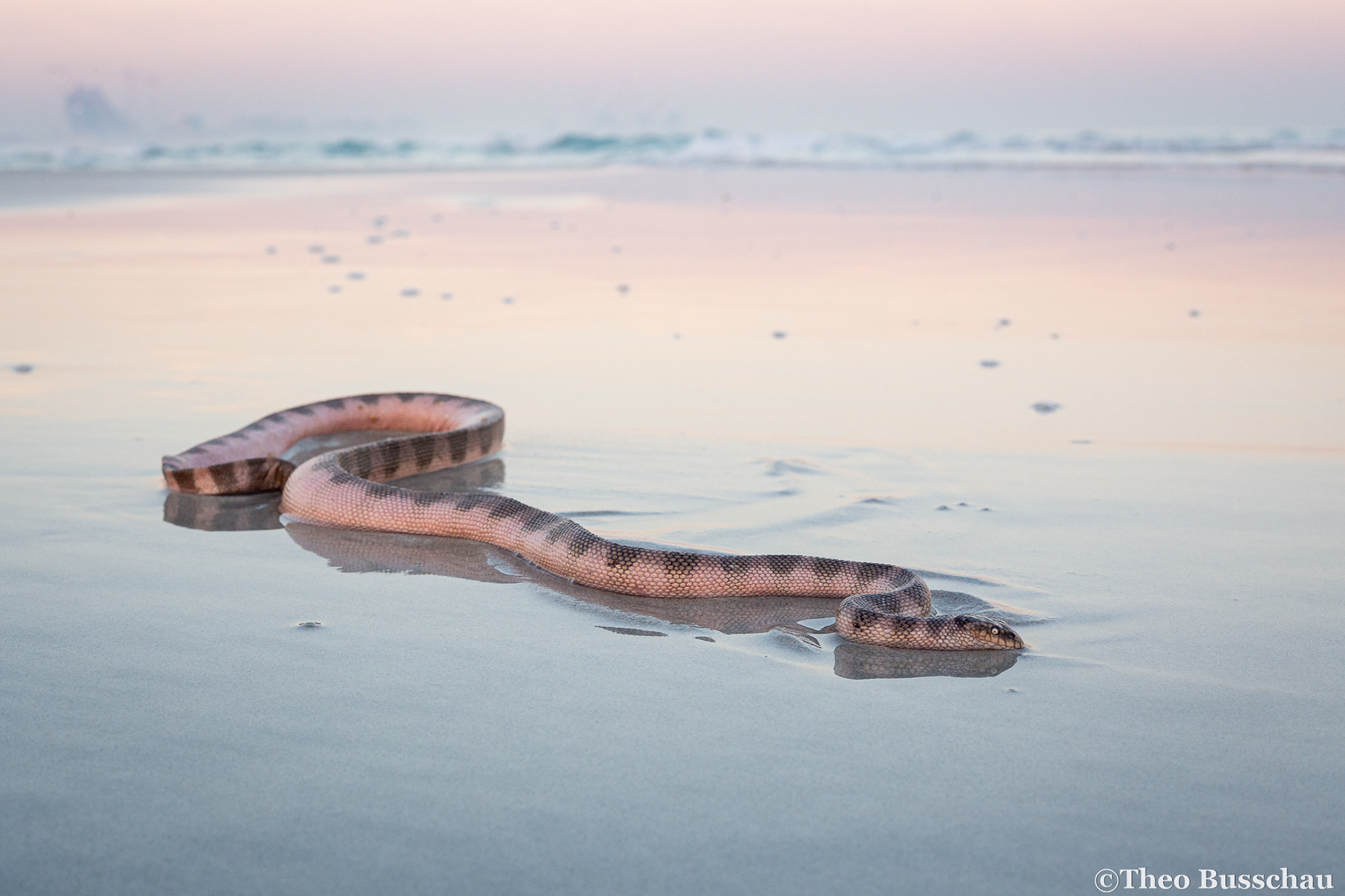 Gulf sea snake, Abu Dhabi, United Arab Emirates.