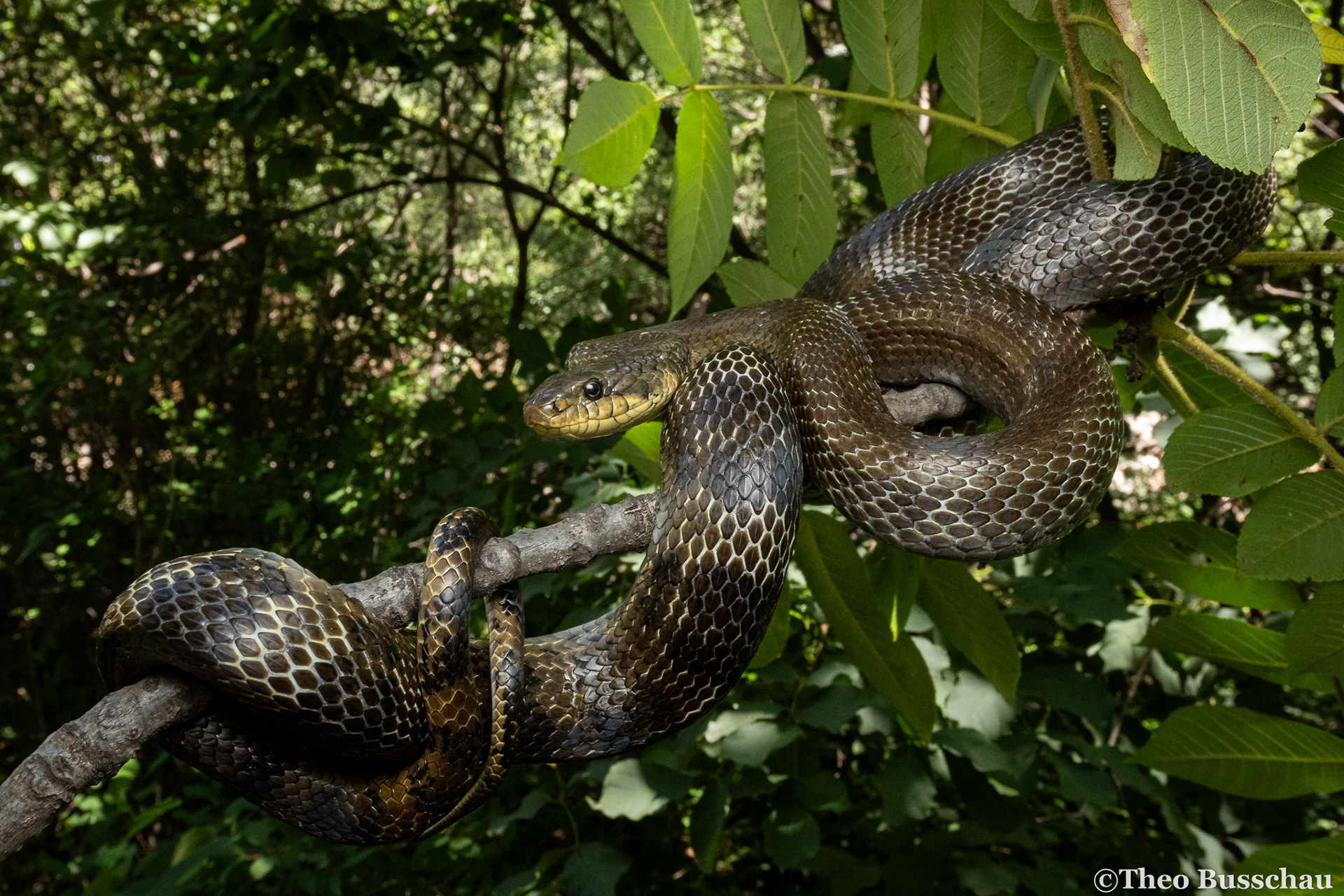 Korean rat snake, Hebei, China.