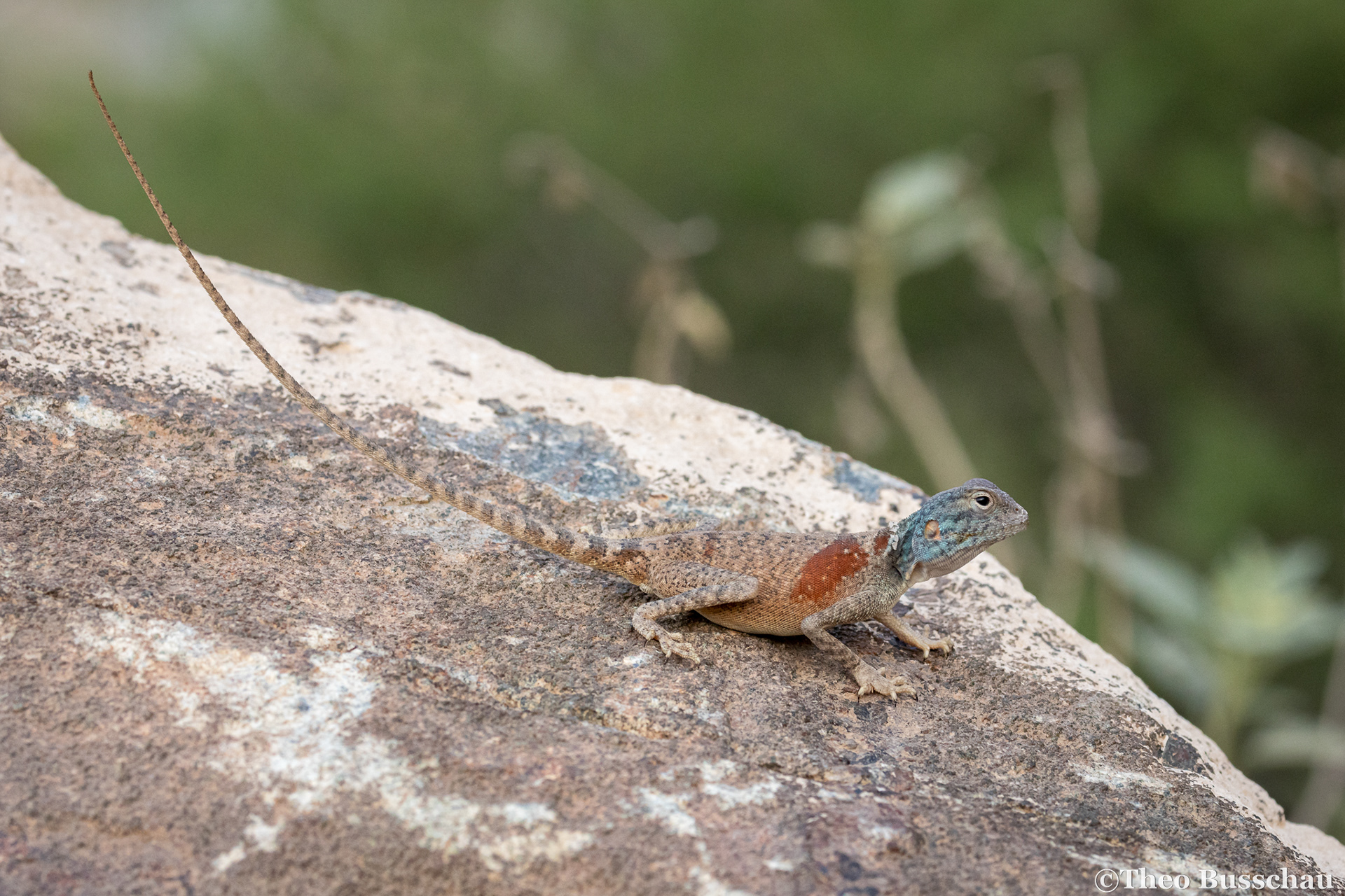 Hajar rock agama, Sharjah, United Arab Emirates.