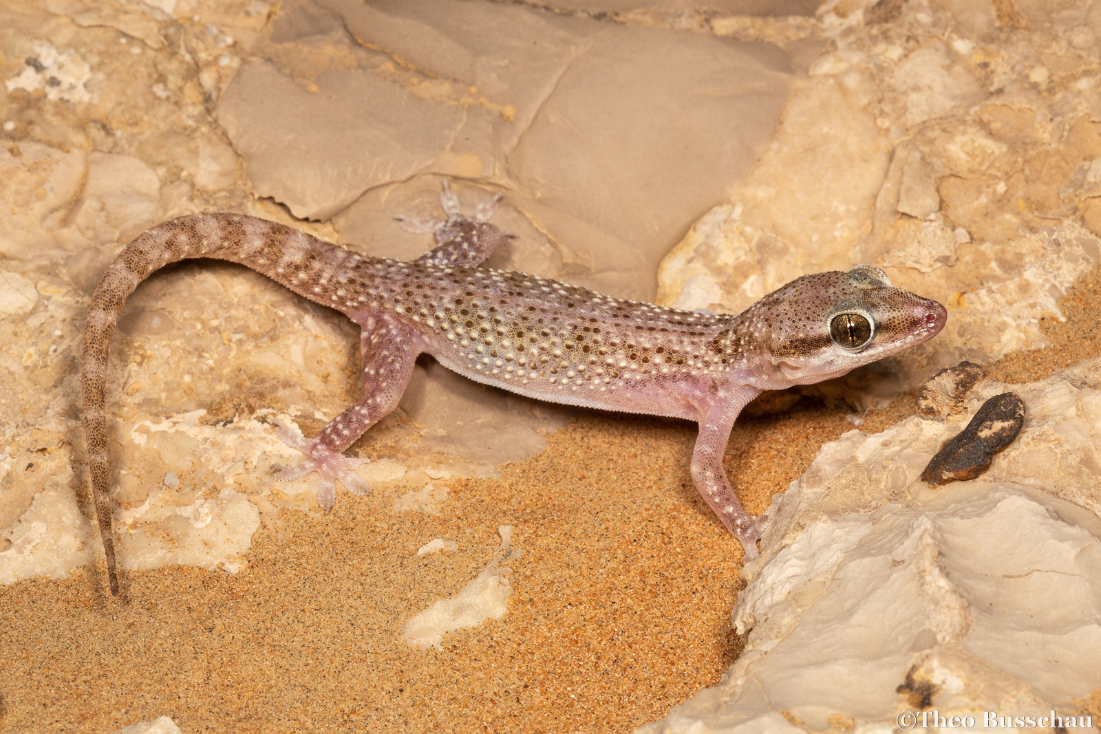 Persian half-toed gecko, Sharjah, United Arab Emirates.