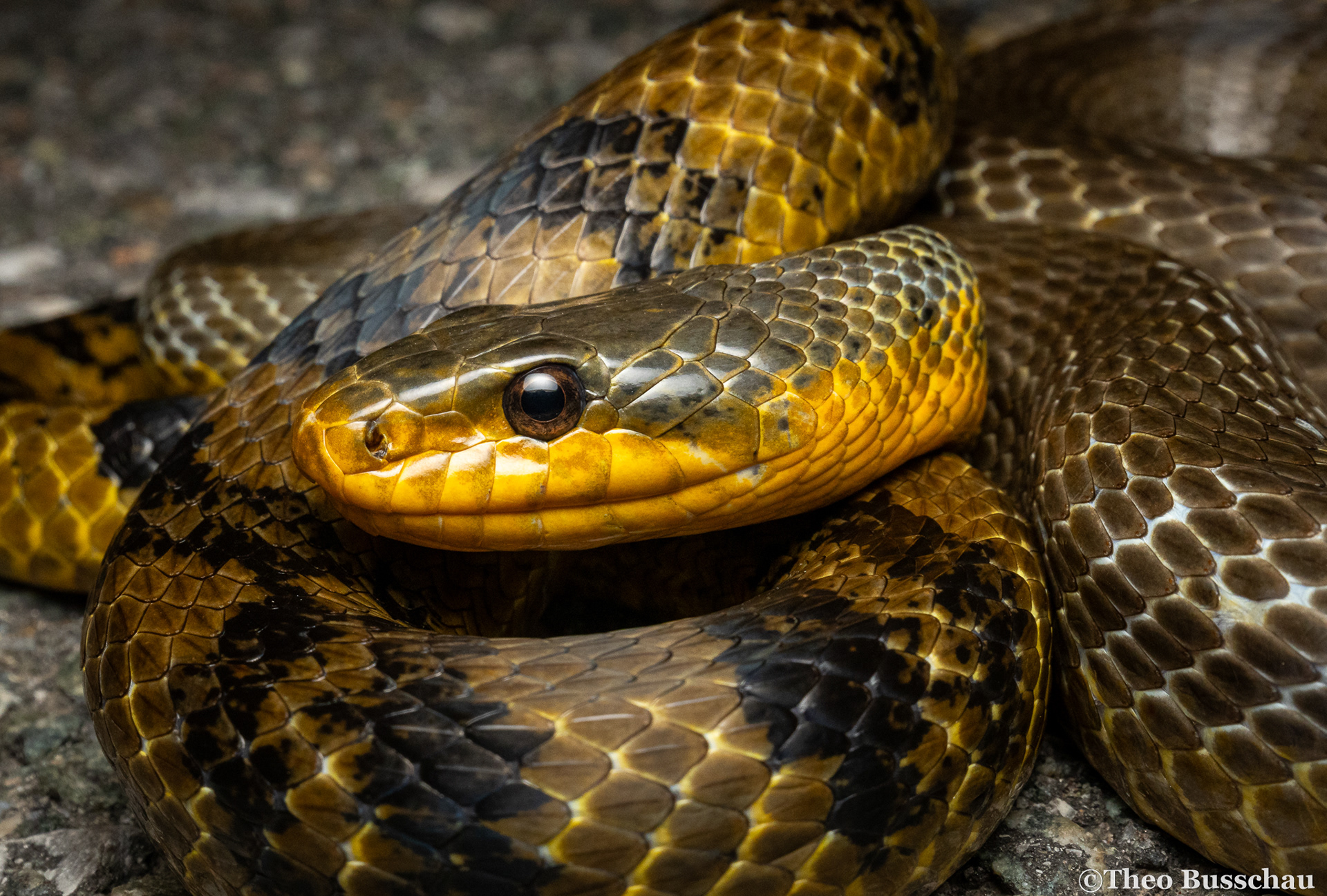 Korean rat snake, Beijing, China.