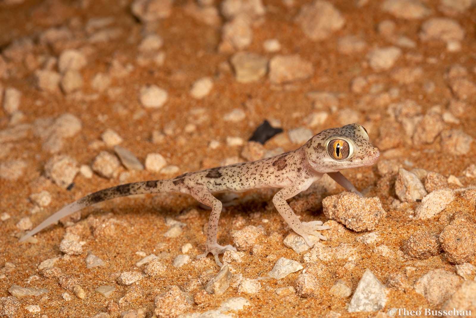 Eastern sand gecko, Sharjah, United Arab Emirates.