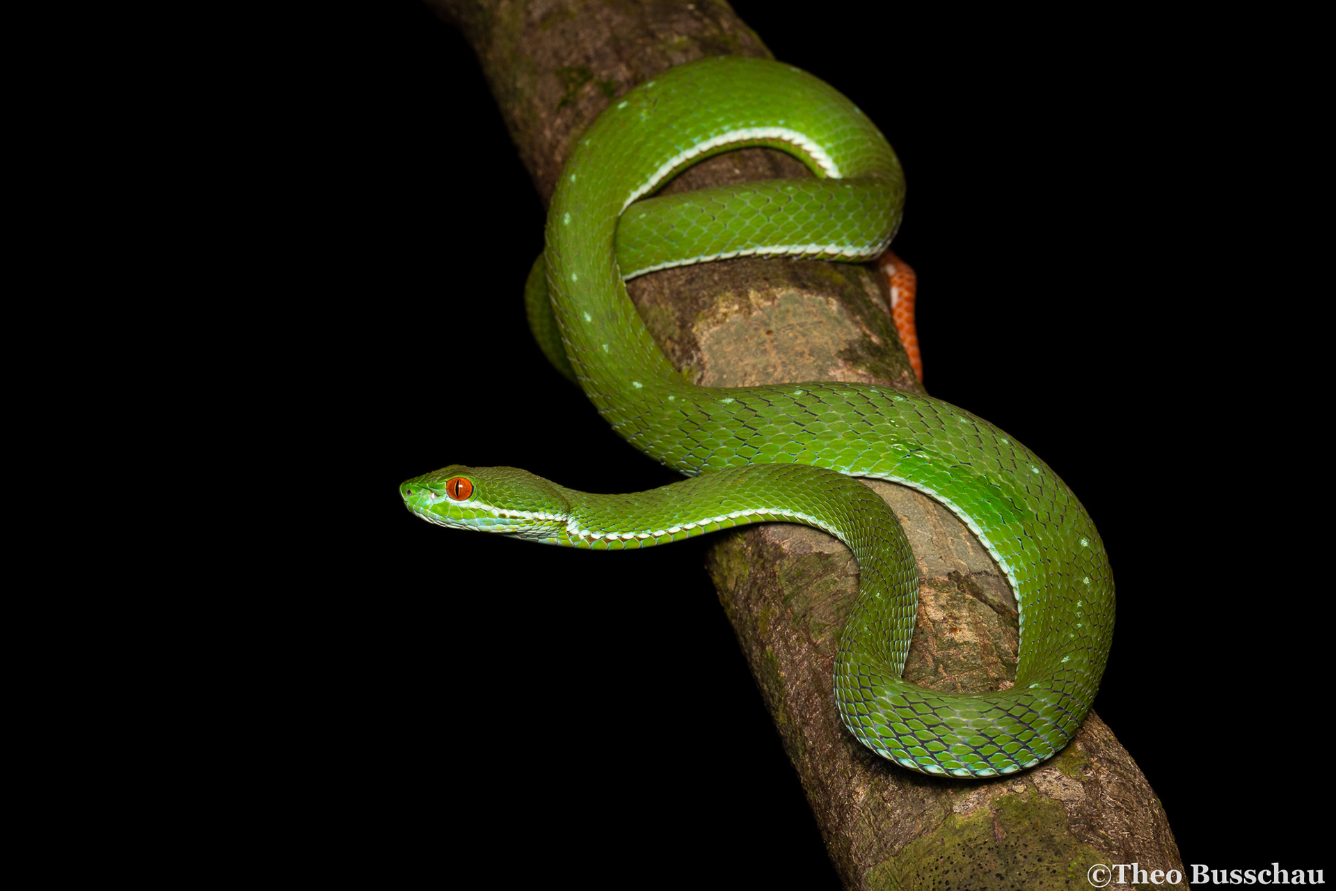 Ruby-eyed pit viper, Dong Nai, Vietnam.