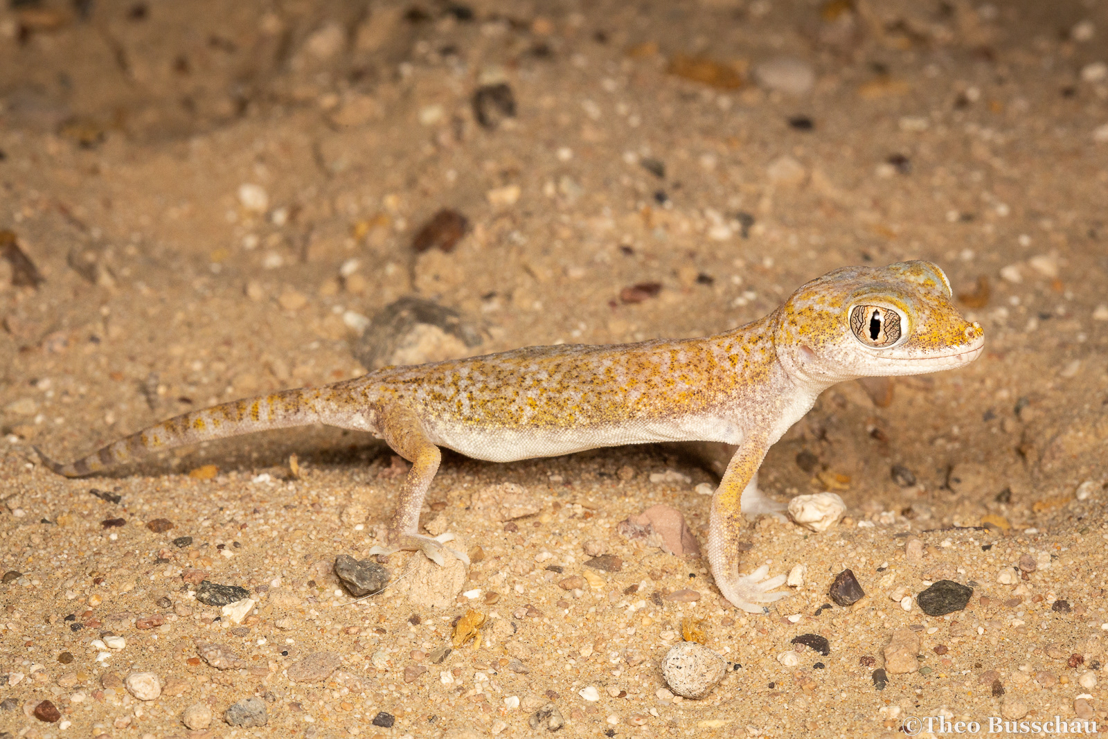 Slevin's short-fingered gecko, Dubai, United Arab Emirates.