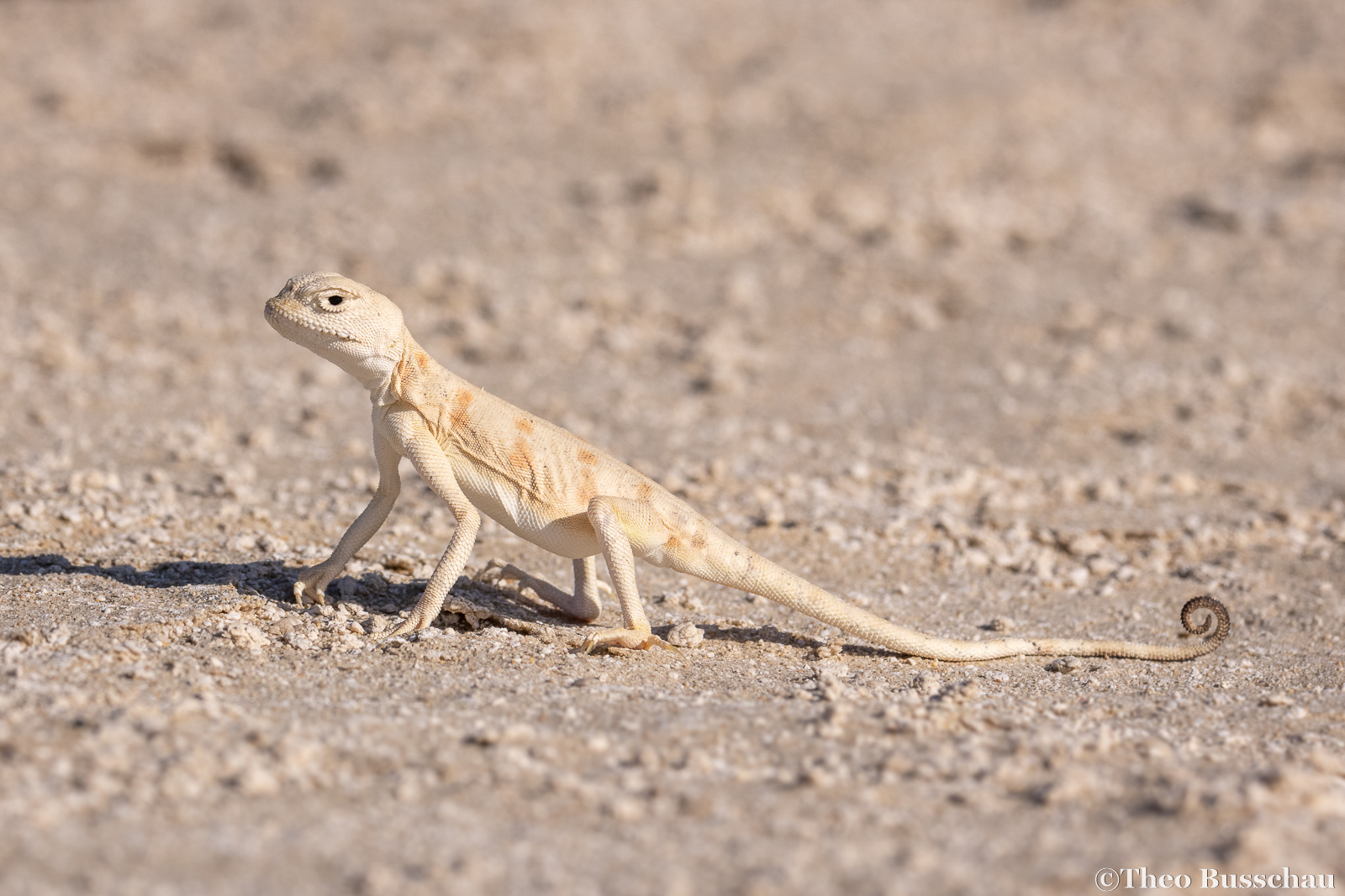 Spotted toad-headed agama, Abu Dhabi, United Arab Emirates.