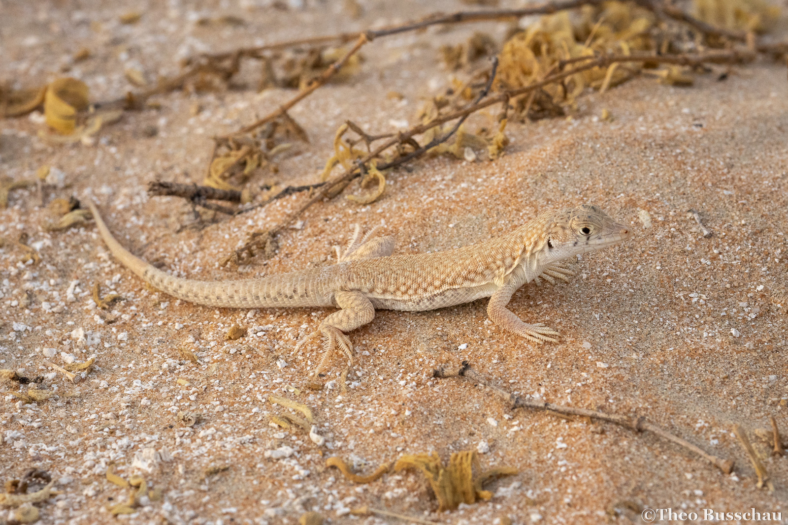 Schmidt's fringe-toed lizard, Abu Dhabi, United Arab Emirates.