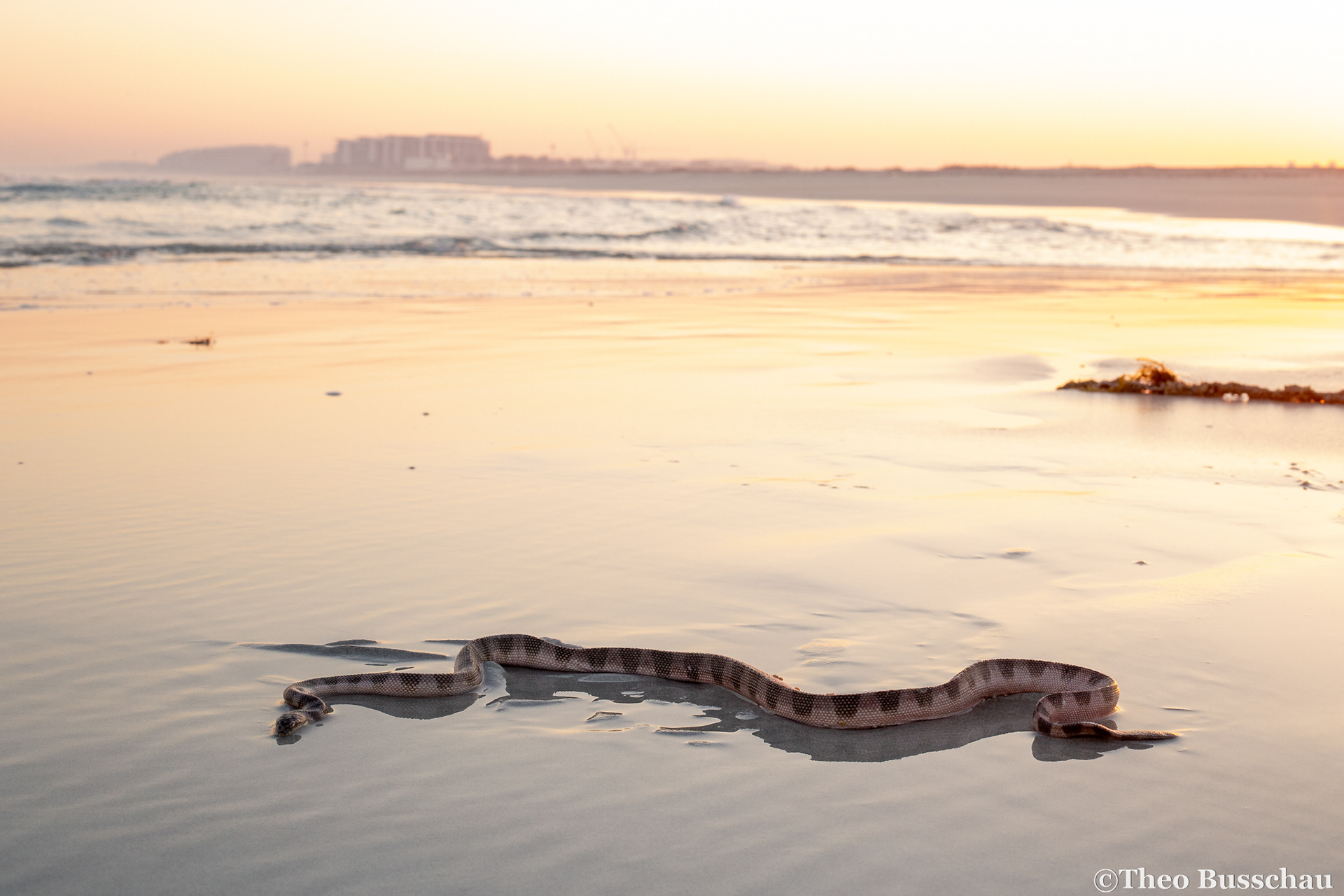 Gulf sea snake, Abu Dhabi, United Arab Emirates.
