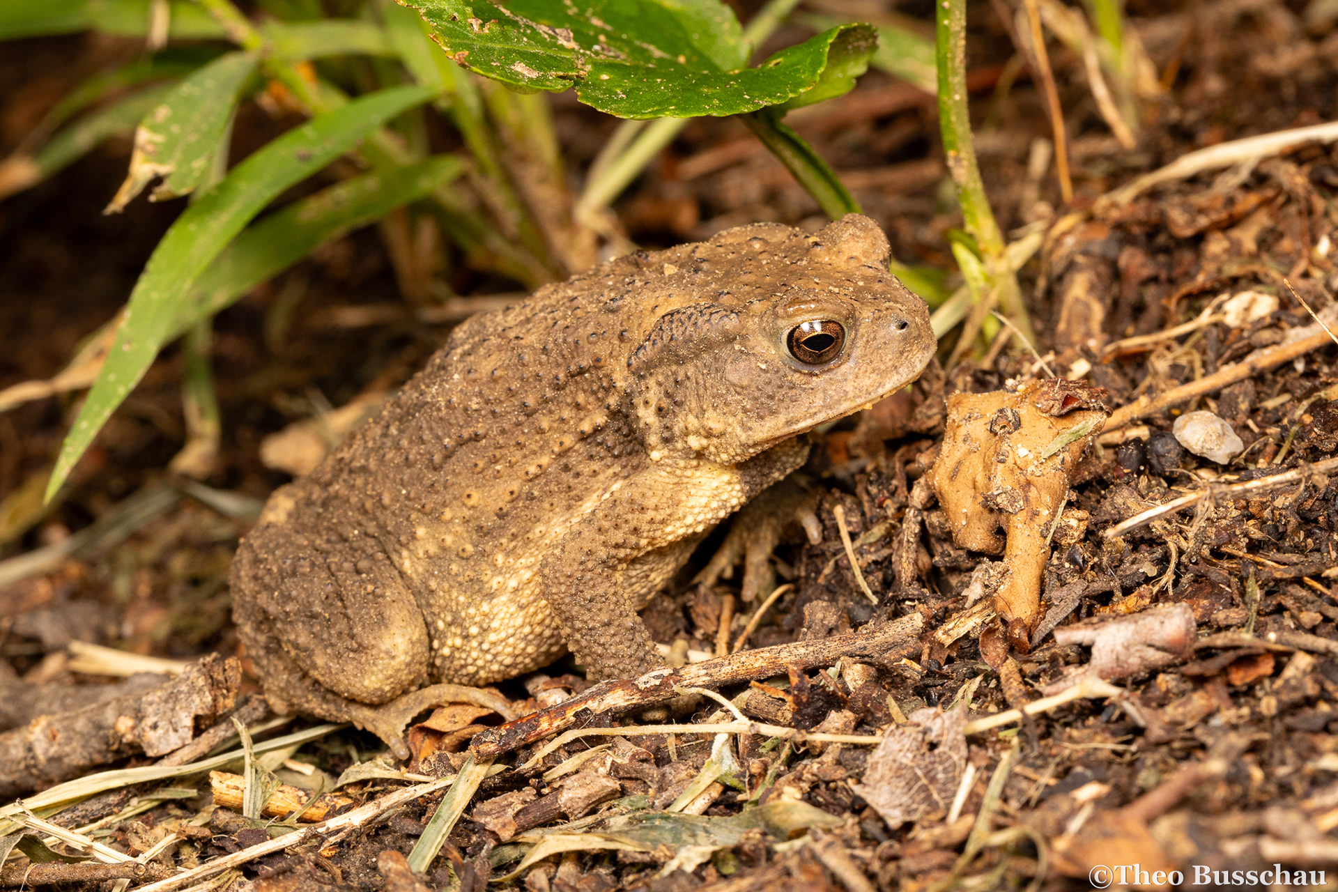 Asiatic toad, Beijing, China.