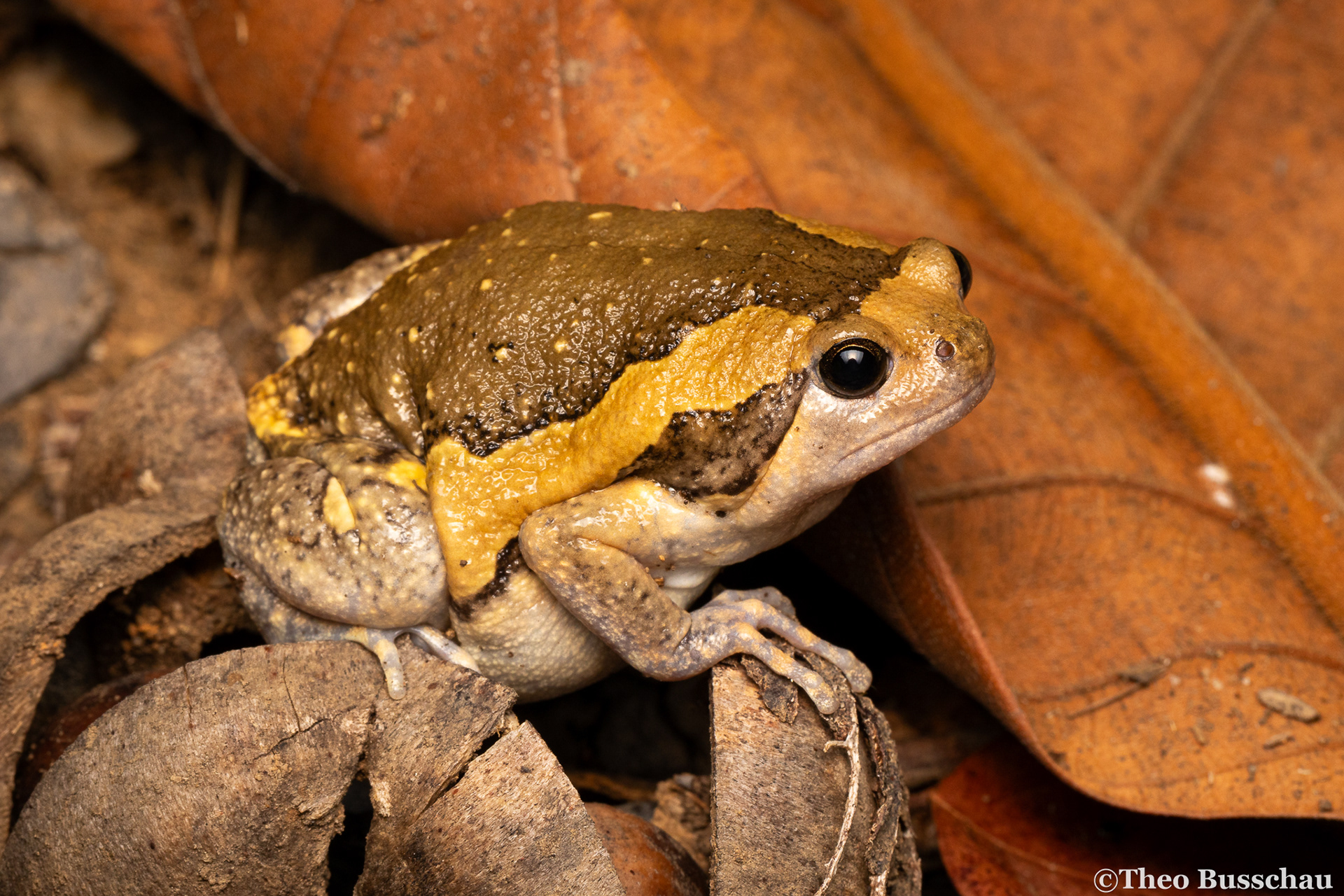 Asian painted frog, Phuket, Thailand.