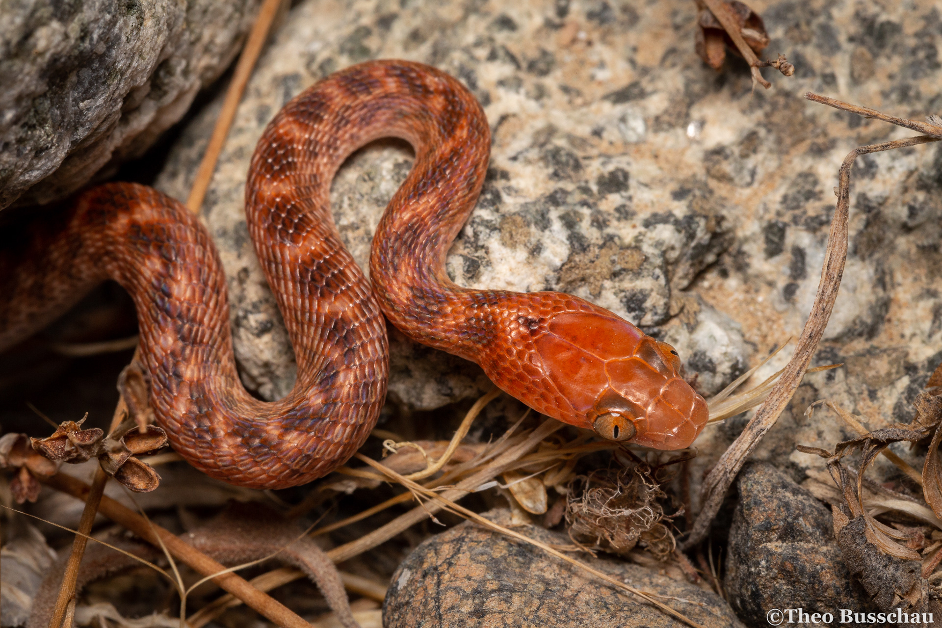 Arabian cat snake, Sharjah, United Arab Emirates.