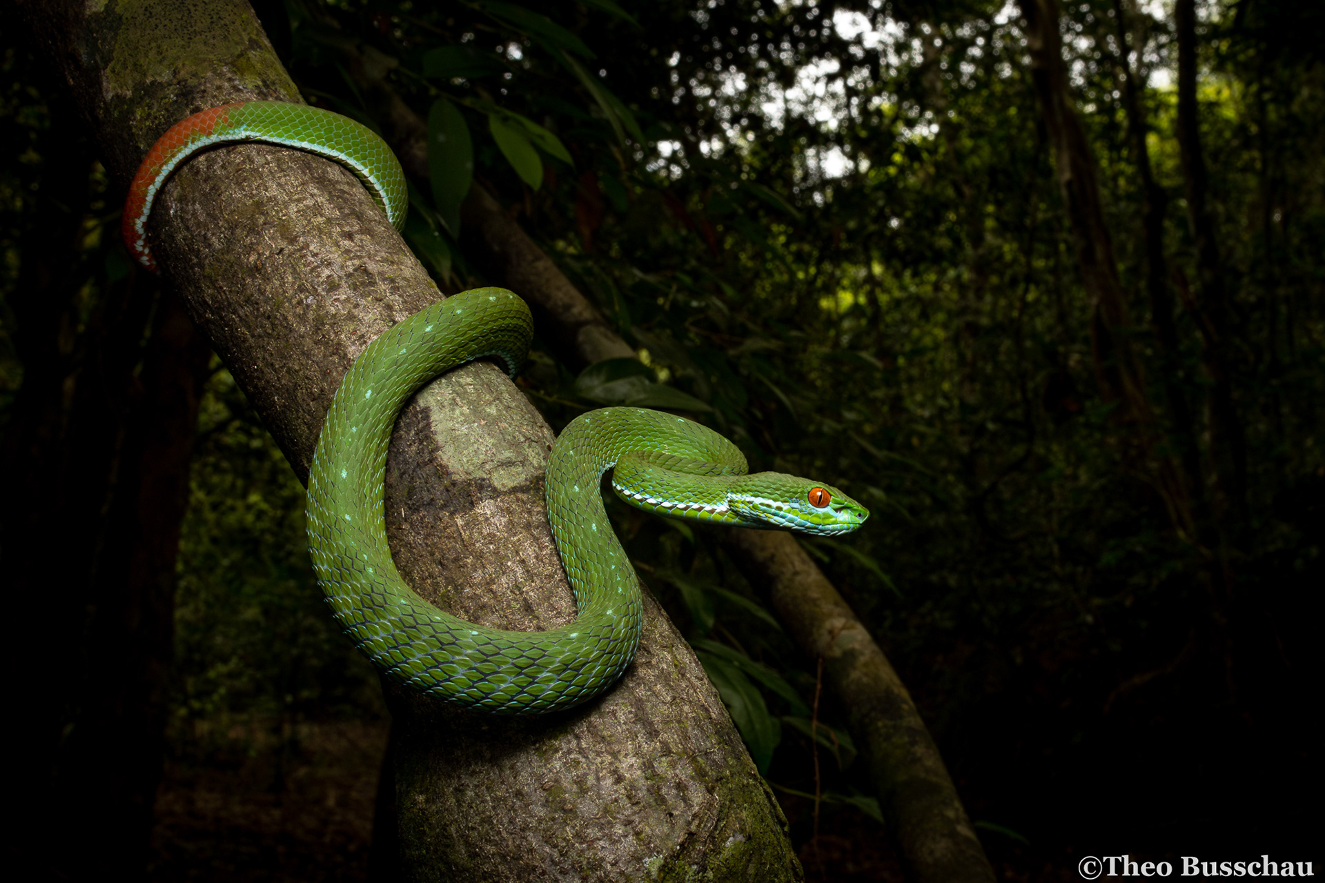 Ruby-eyed pit viper, Dong Nai, Vietnam.