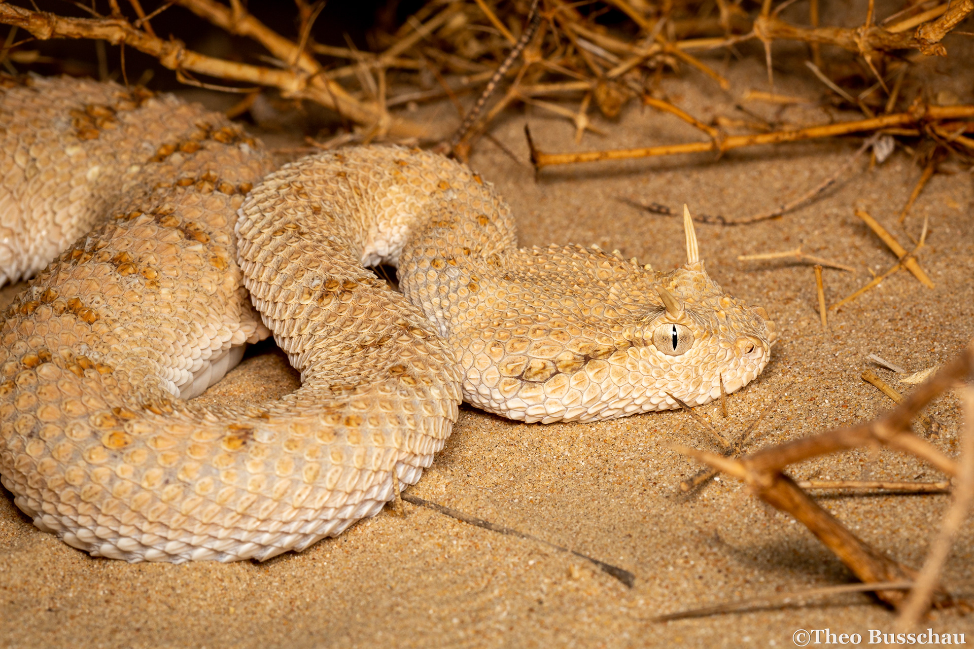 Arabian horned viper, Dubai, United Arab Emirates.