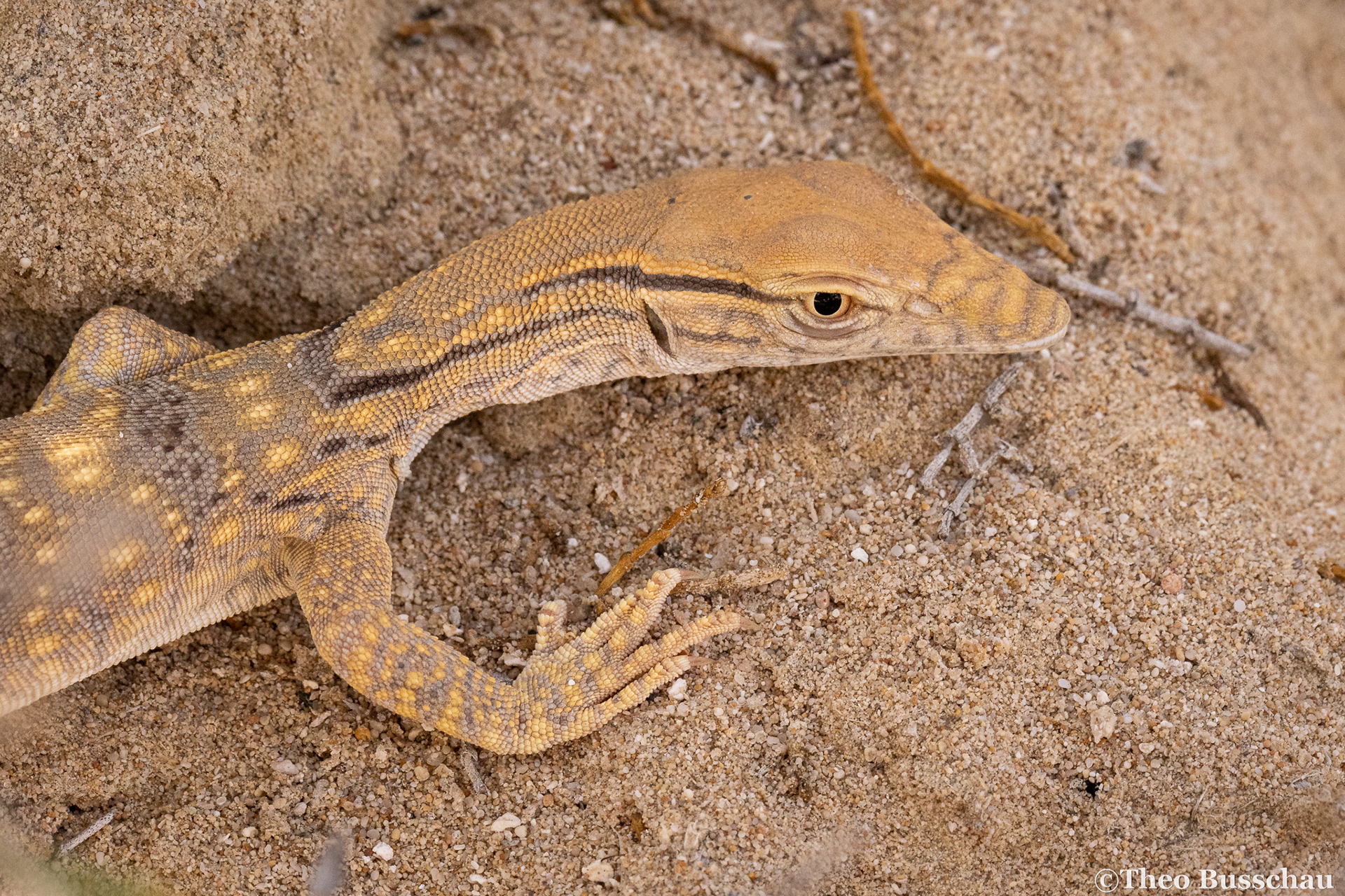 Desert monitor, Abu Dhabi, United Arab Emirates.