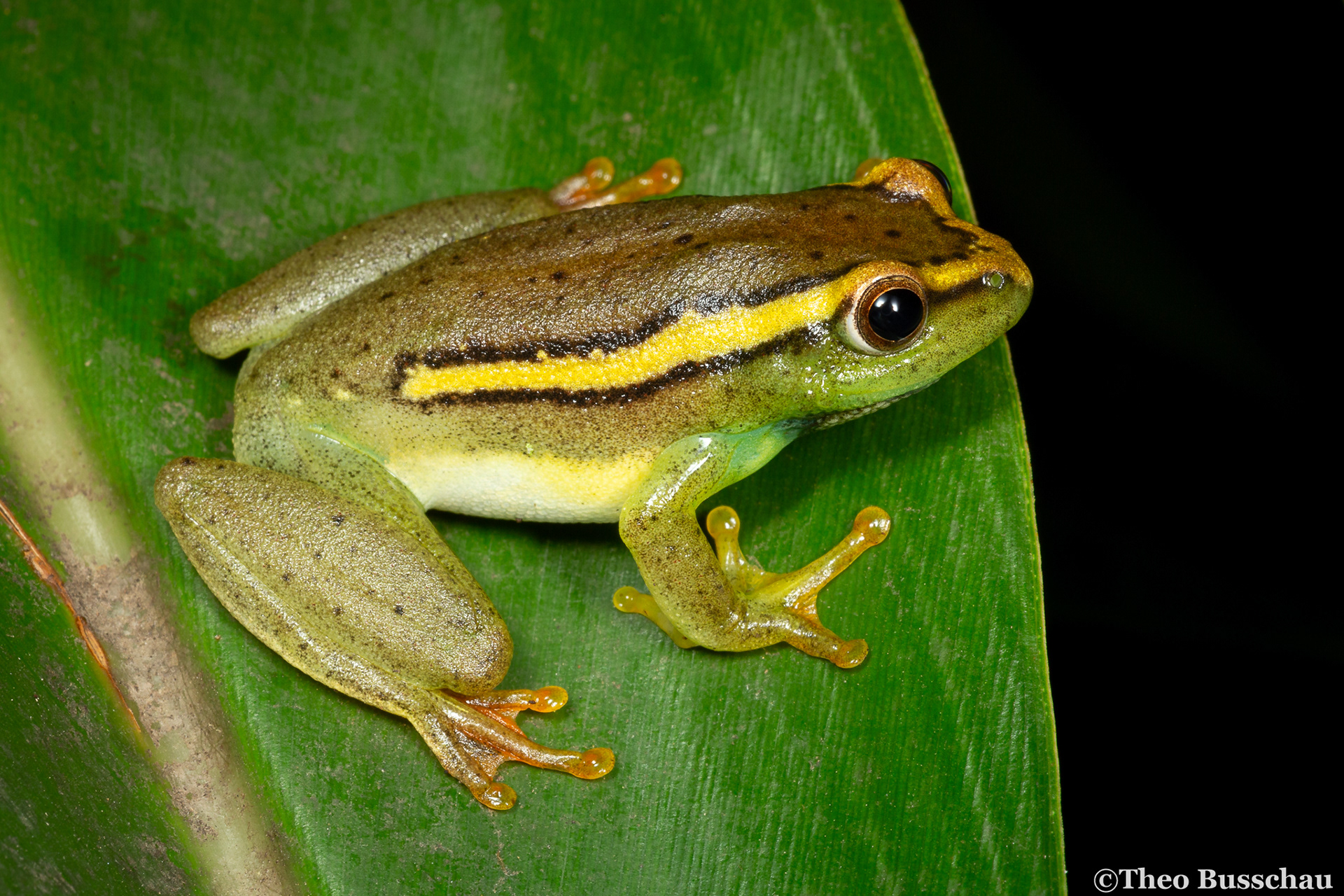 Argus reed frog, KwaZulu-Natal, South Africa.