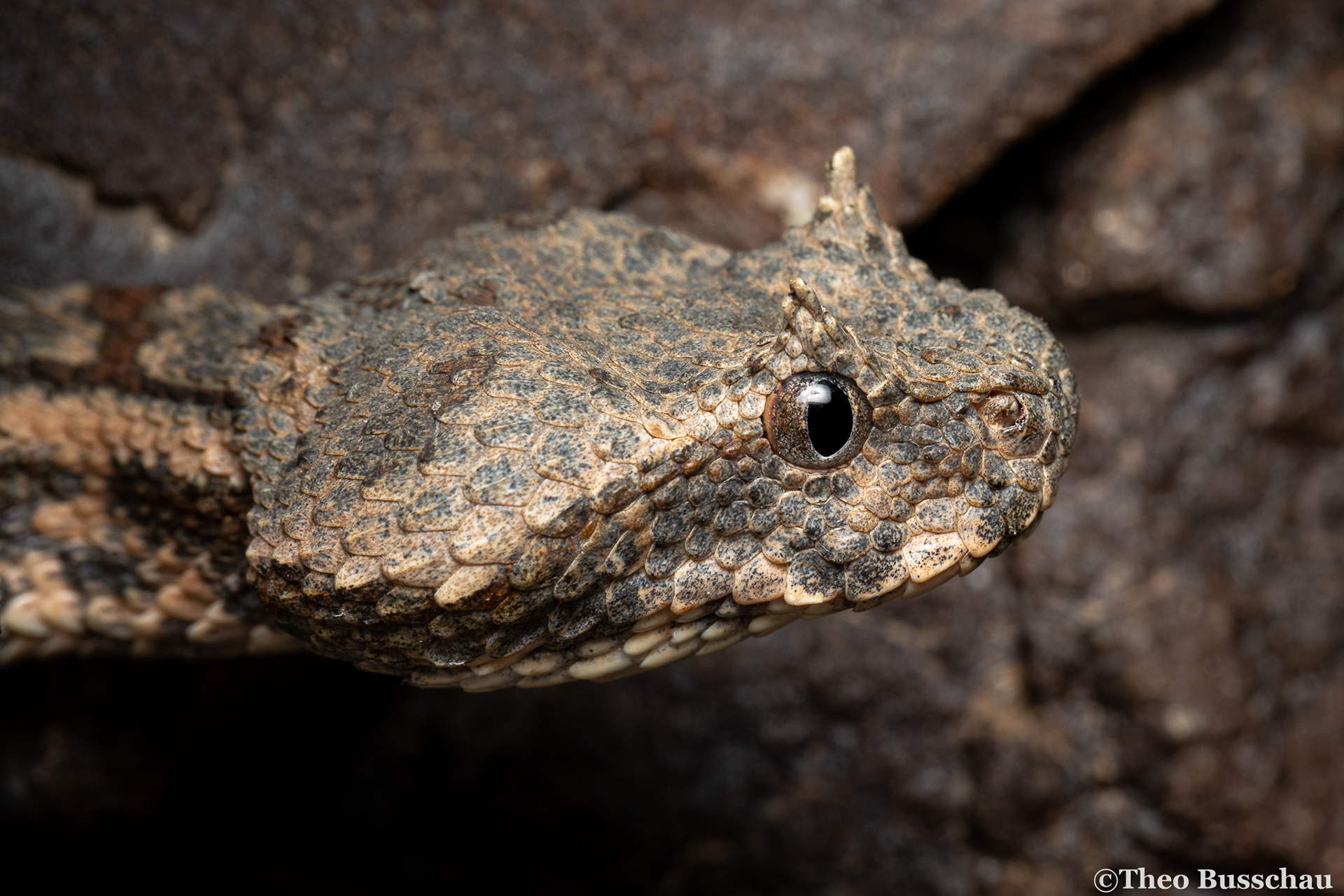 Persian horned viper, Sharjah, United Arab Emirates.