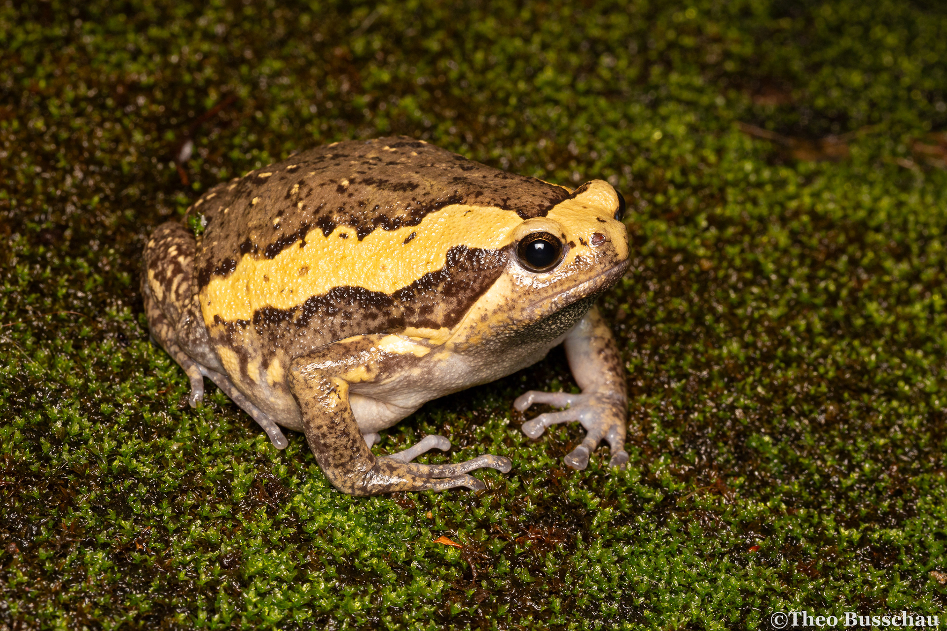 Asian painted frog, Dong Nai, Vietnam.